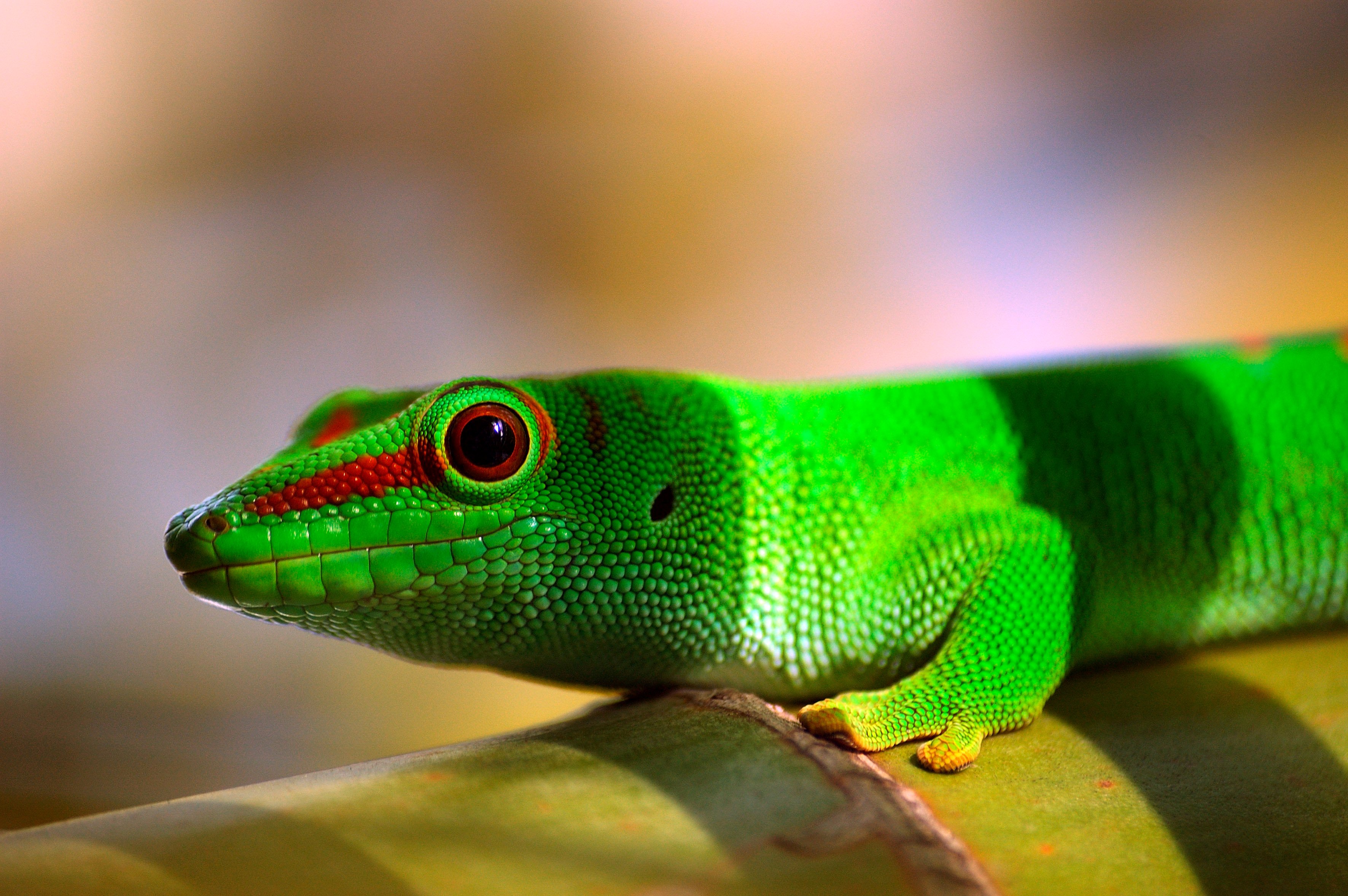 Free download wallpaper Animal, Lizard, Reptiles on your PC desktop