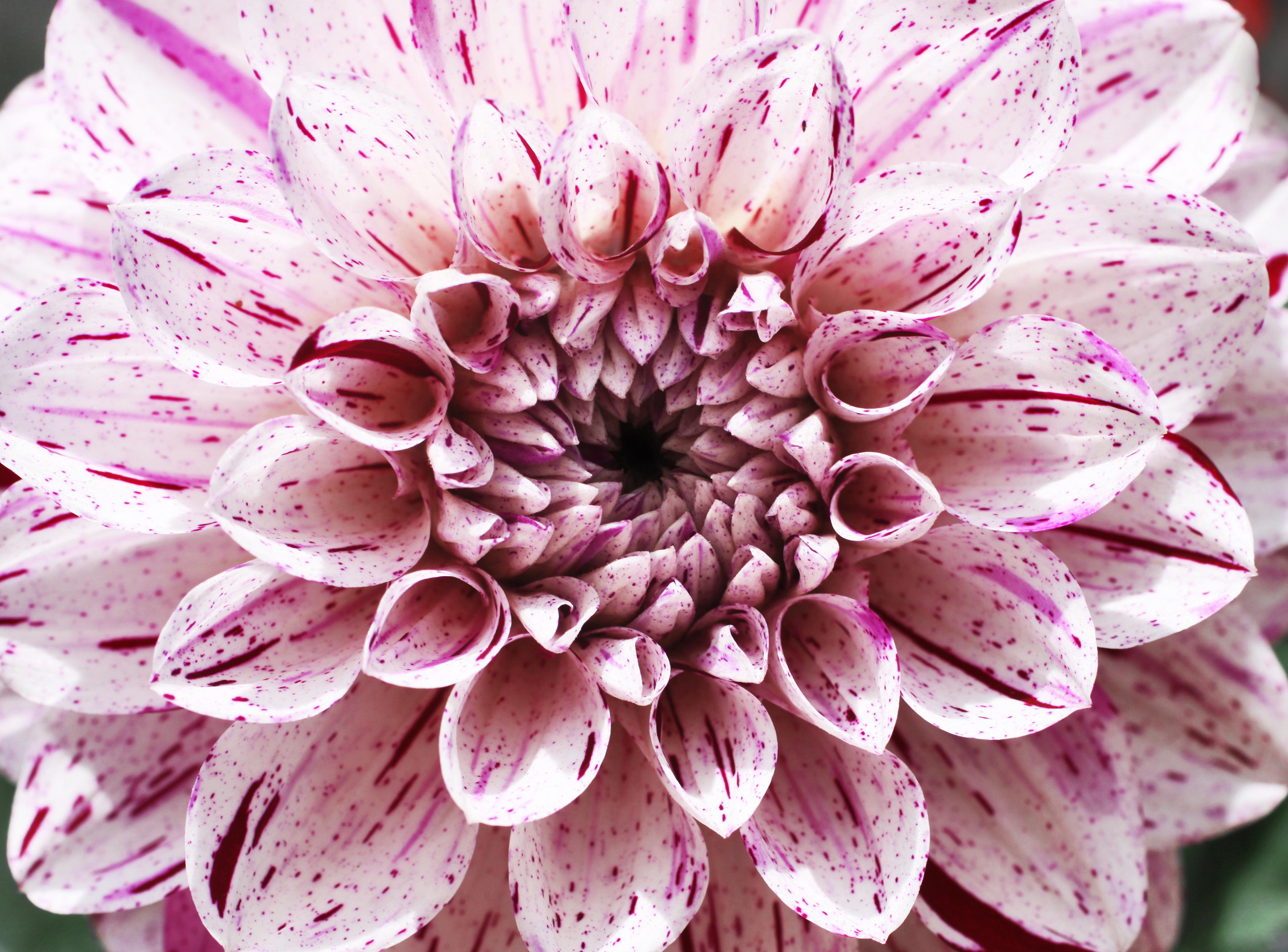 Download mobile wallpaper Flowers, Flower, Close Up, Earth, Dahlia, White Flower for free.