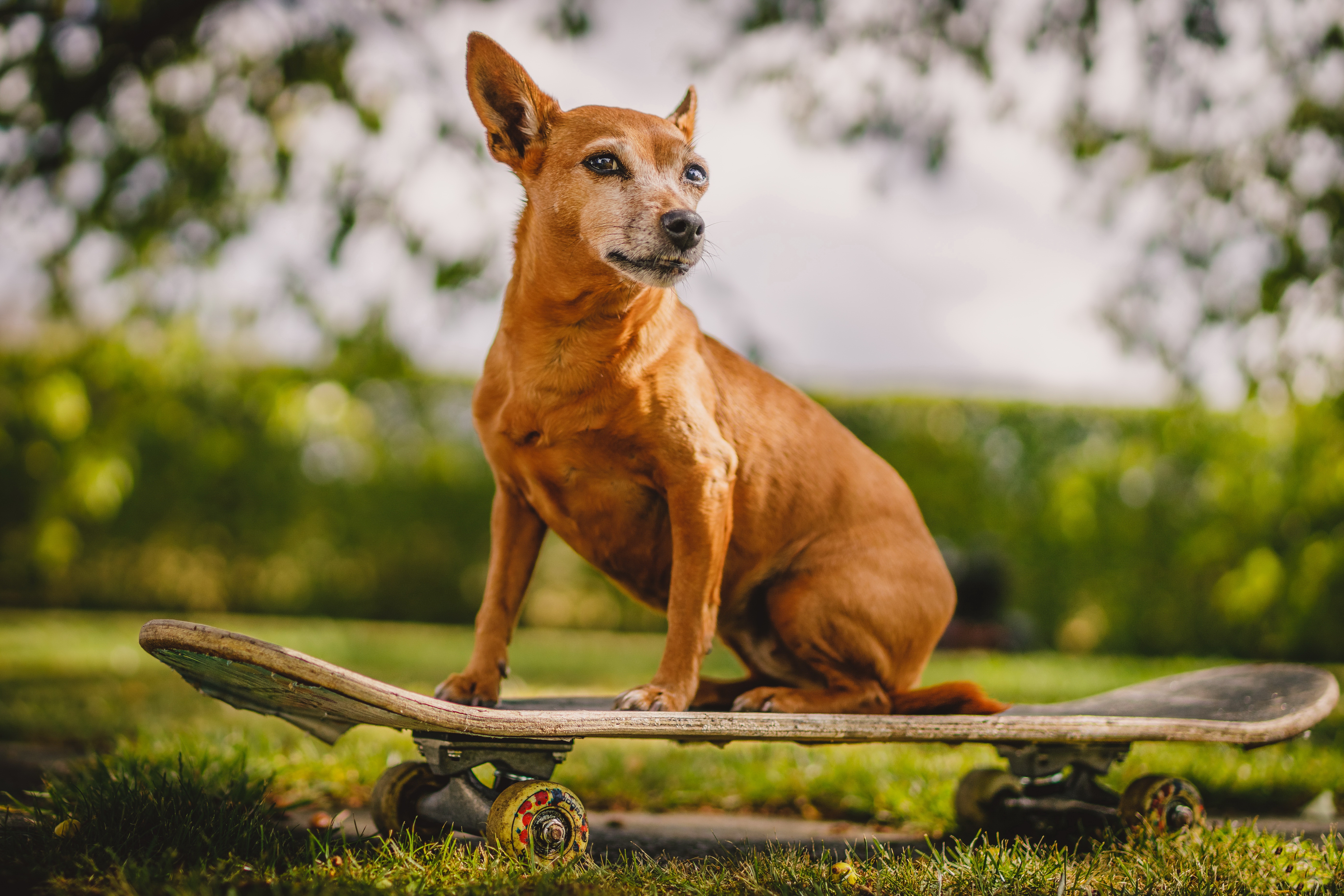 Download mobile wallpaper Dogs, Dog, Animal, Skateboard, Depth Of Field for free.