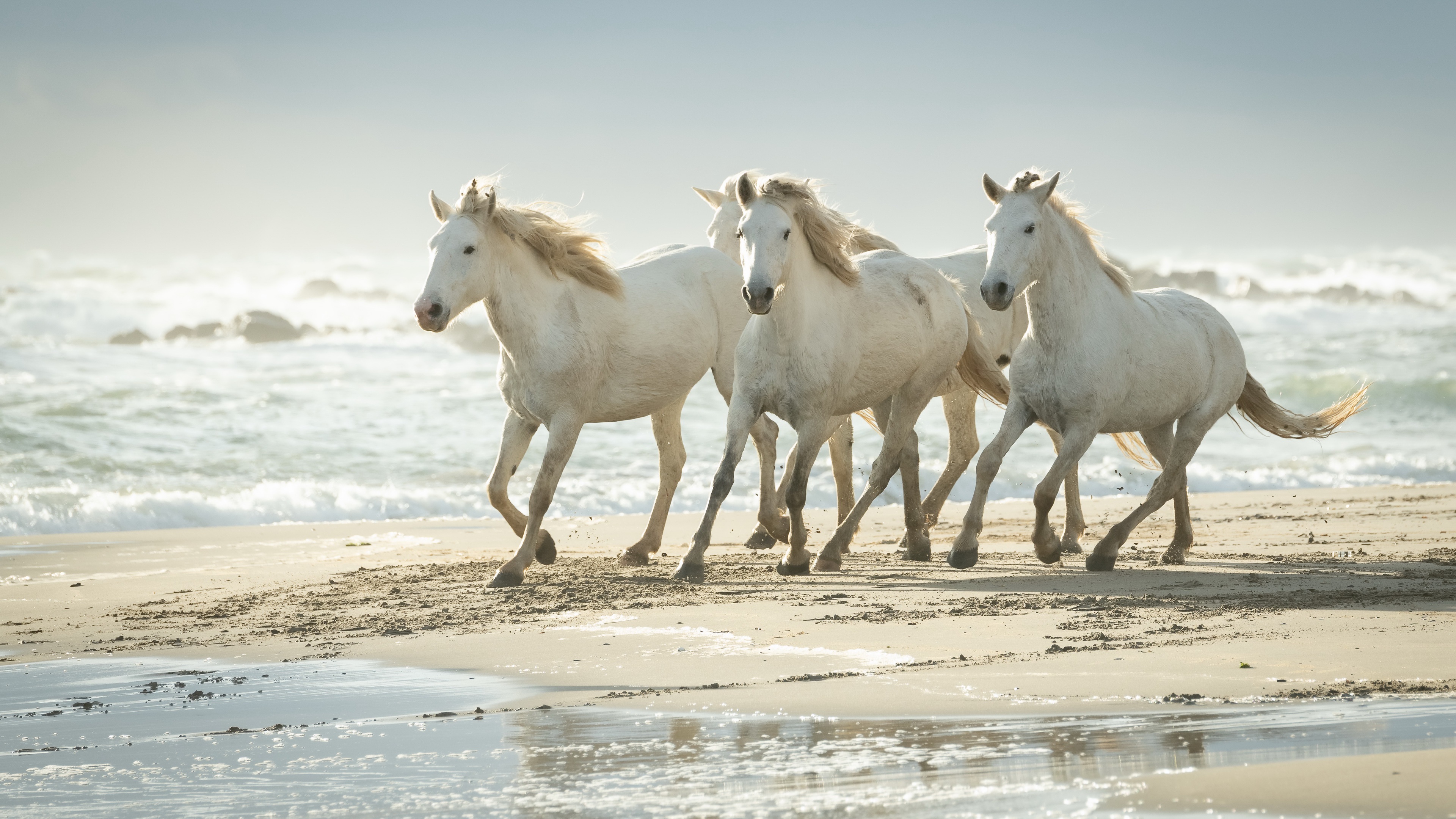 Handy-Wallpaper Tiere, Strand, Hauspferd kostenlos herunterladen.