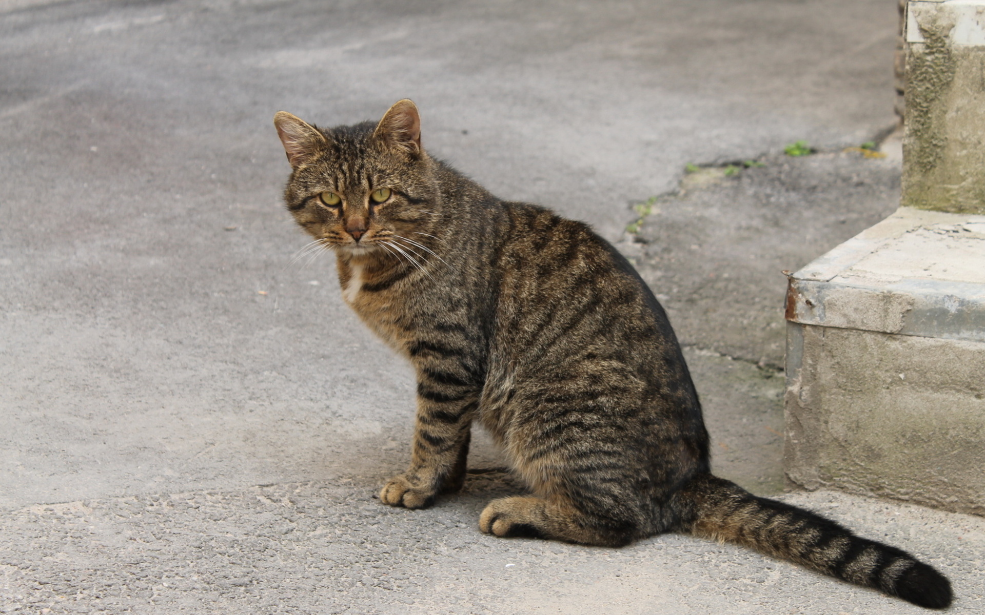 Laden Sie das Tiere, Katzen, Katze-Bild kostenlos auf Ihren PC-Desktop herunter