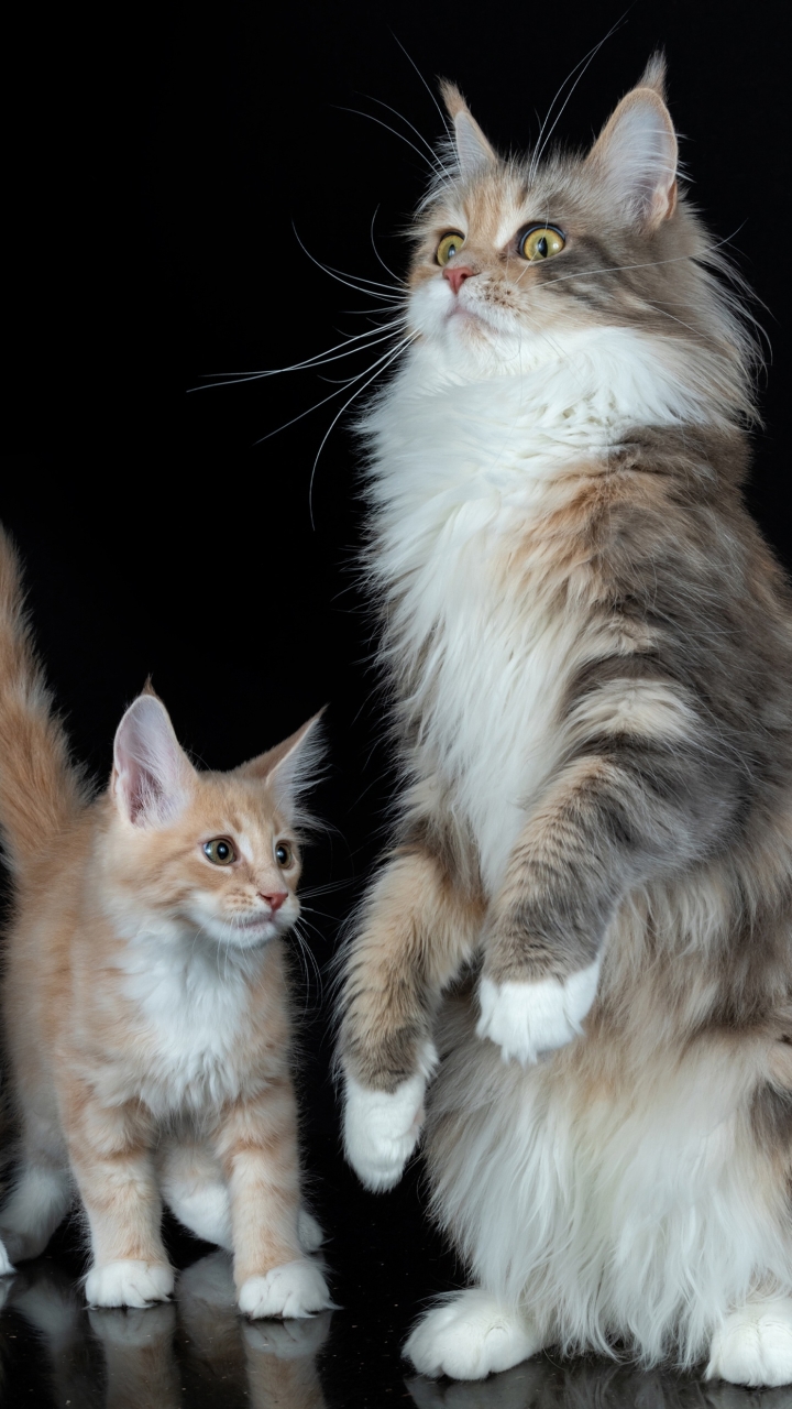 Download mobile wallpaper Cats, Cat, Kitten, Animal, Maine Coon for free.