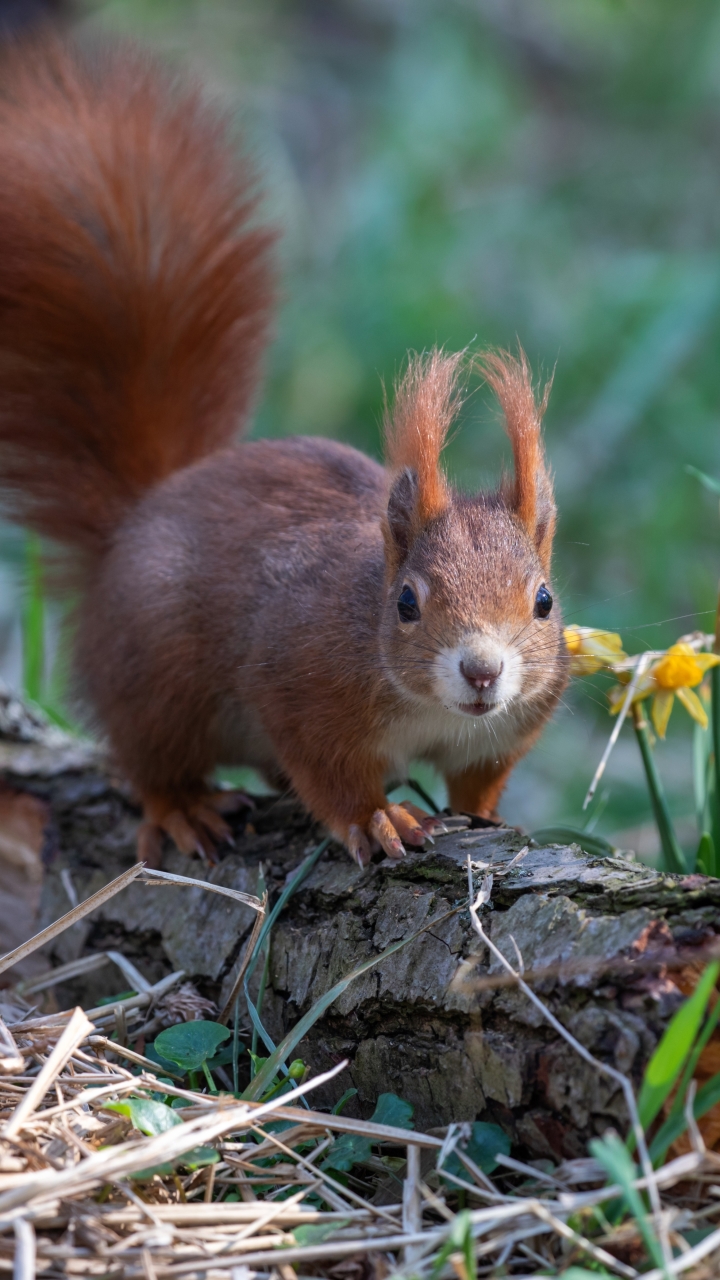 Download mobile wallpaper Squirrel, Flower, Animal, Rodent, Daffodil for free.