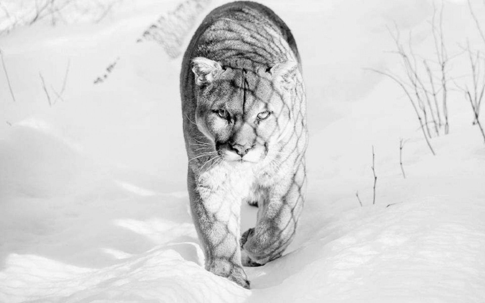 Free download wallpaper Cats, Animal, Cougar on your PC desktop