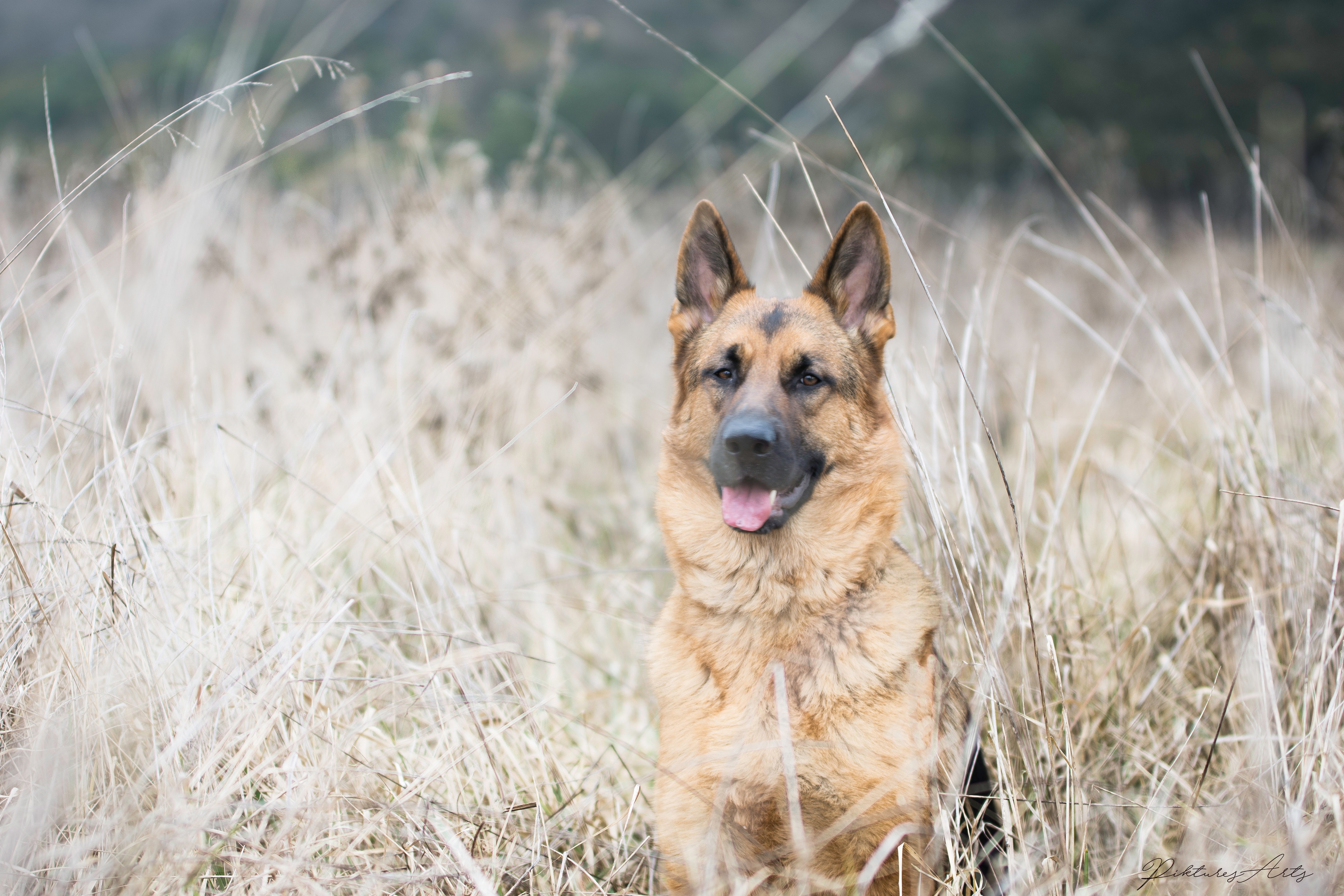 Baixe gratuitamente a imagem Animais, Cães, Cão, Pastor Alemão na área de trabalho do seu PC