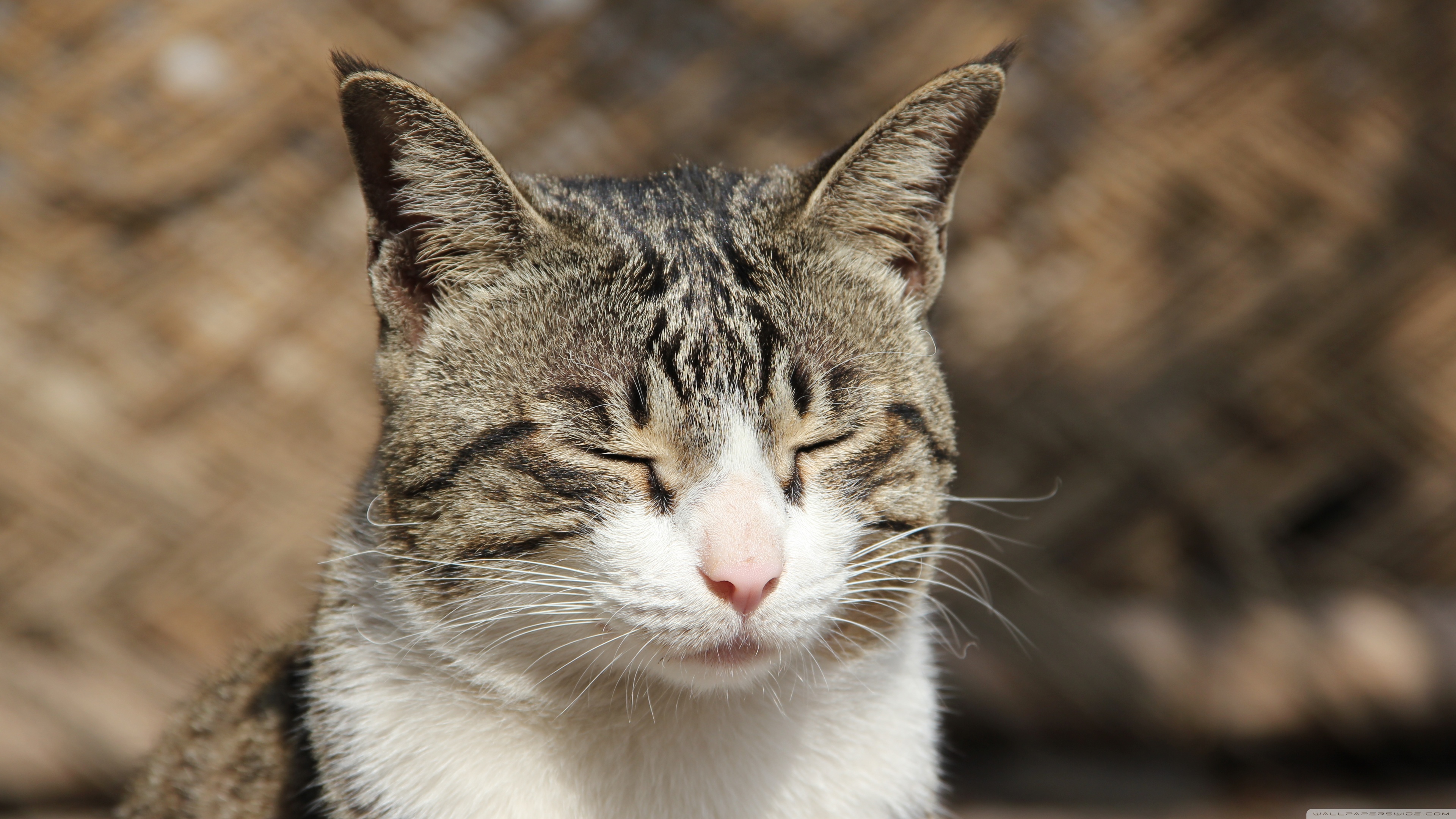 無料モバイル壁紙動物, ネコ, 猫をダウンロードします。