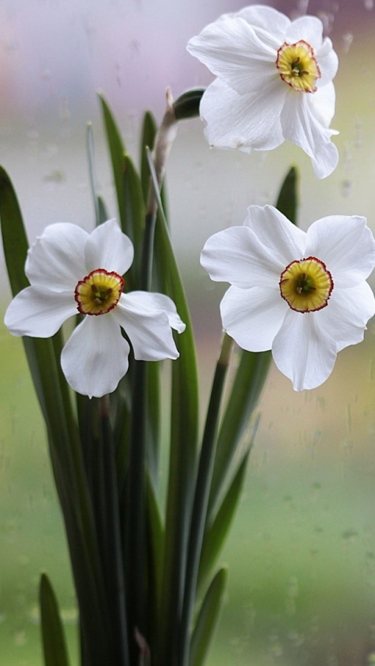 Baixar papel de parede para celular de Flores, Flor, Terra/natureza, Narcissus gratuito.