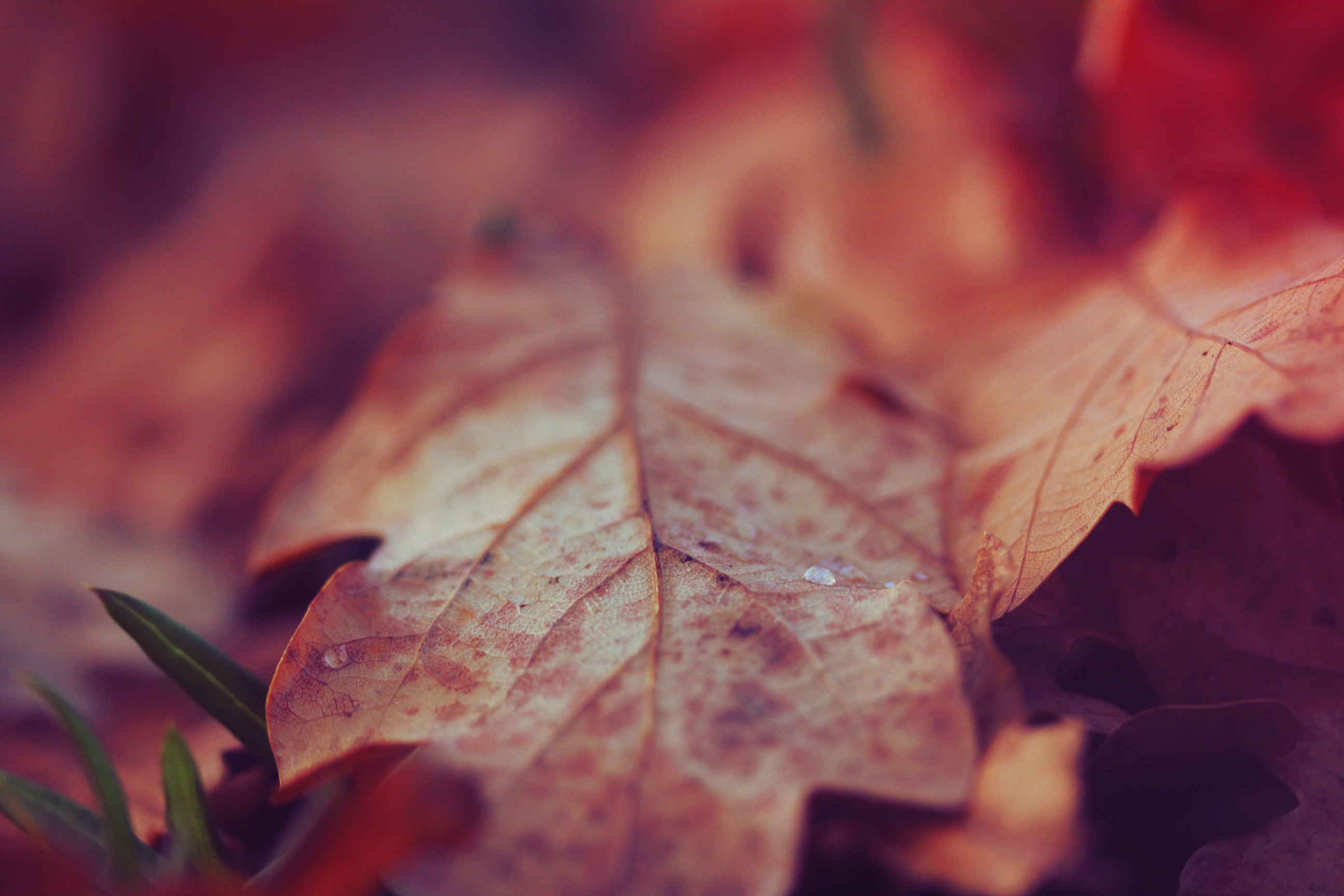 autumn, macro, surface, sheet, leaf, dry