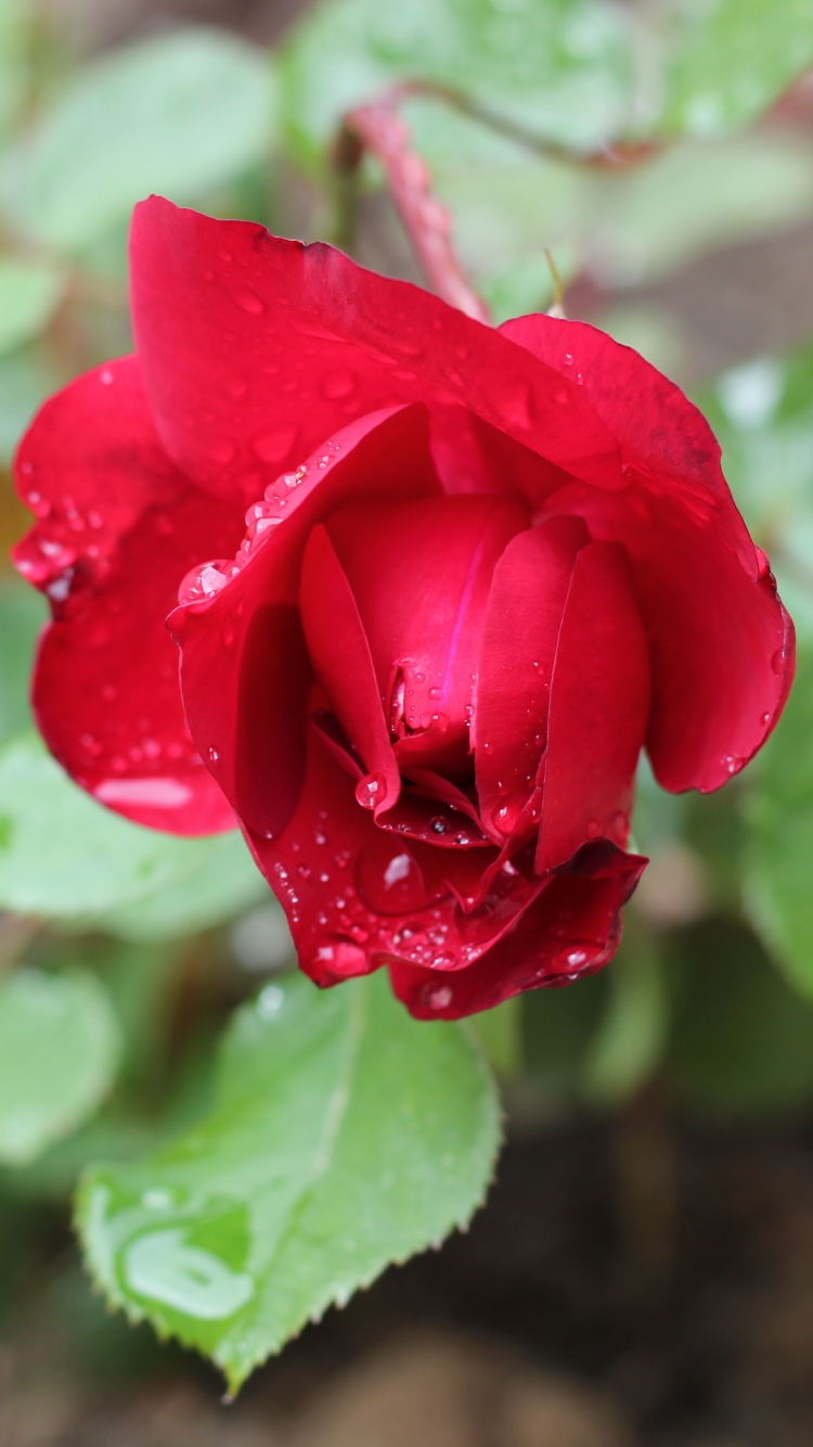 Download mobile wallpaper Nature, Flowers, Flower, Rose, Bud, Earth, Red Rose, Water Drop for free.