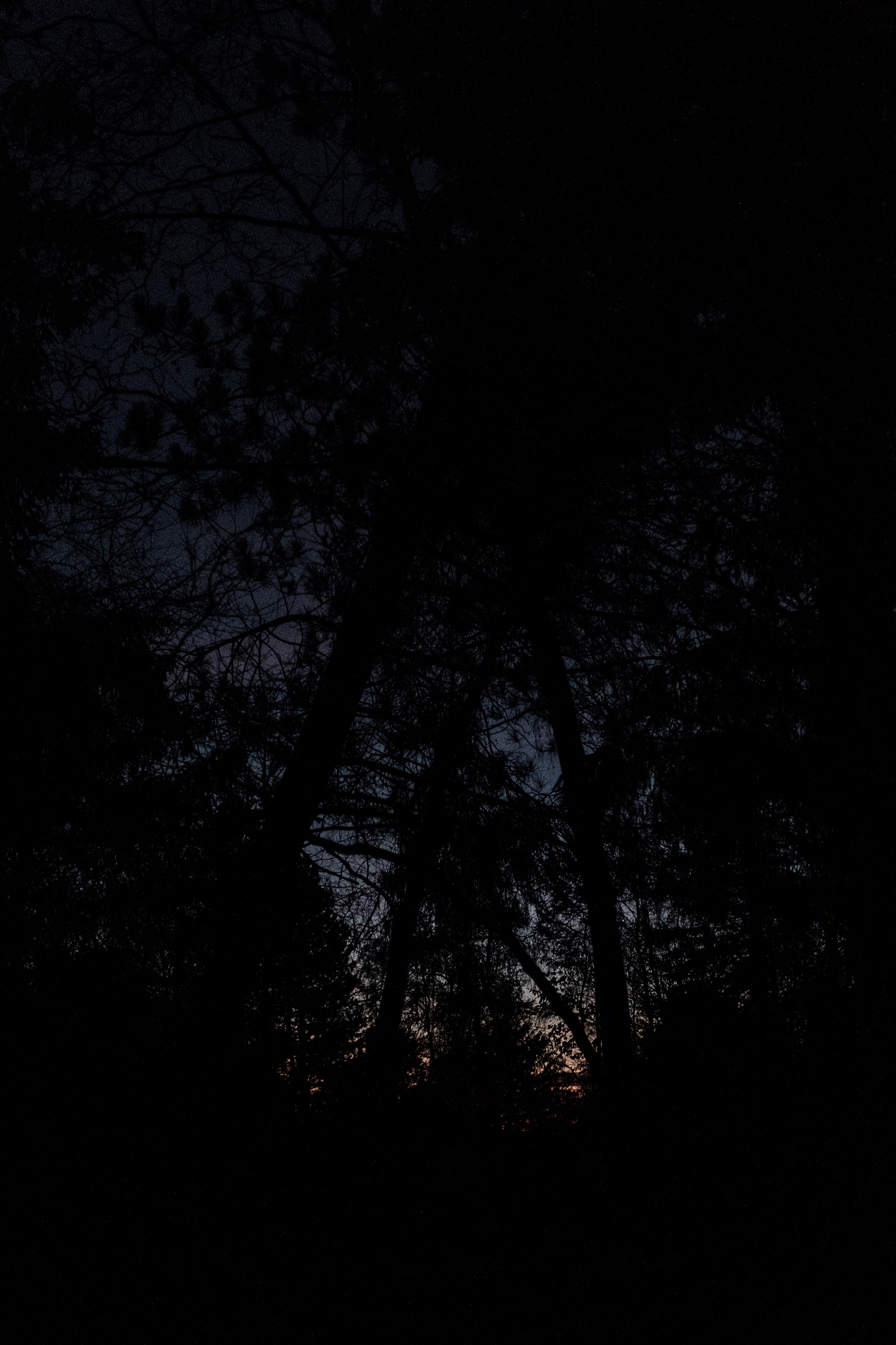 Скачать картинку Мрачный, Деревья, Ветки, Ночь, Темный, Темные в телефон бесплатно.