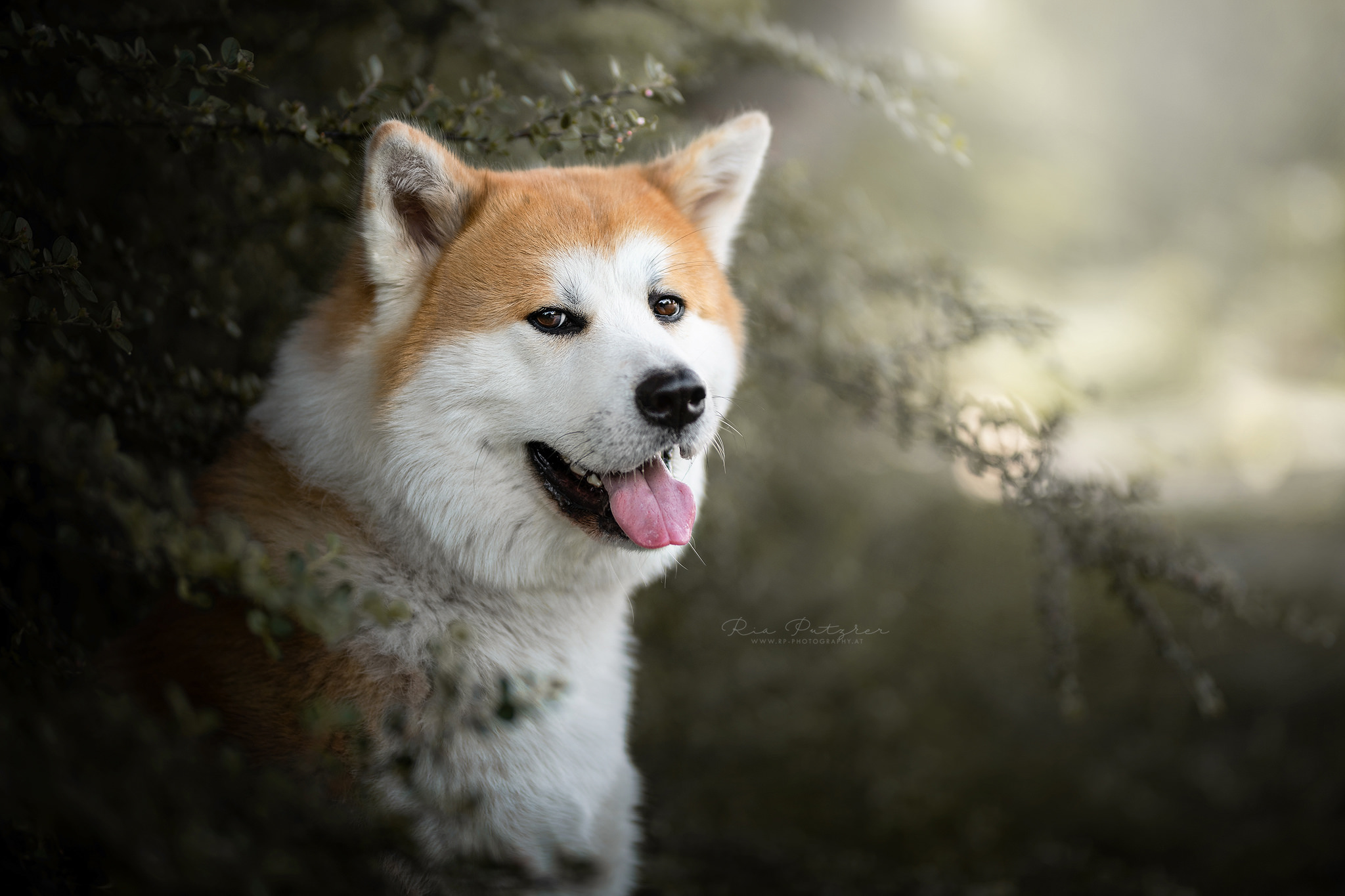 436751 descargar fondo de pantalla animales, akita, perros: protectores de pantalla e imágenes gratis