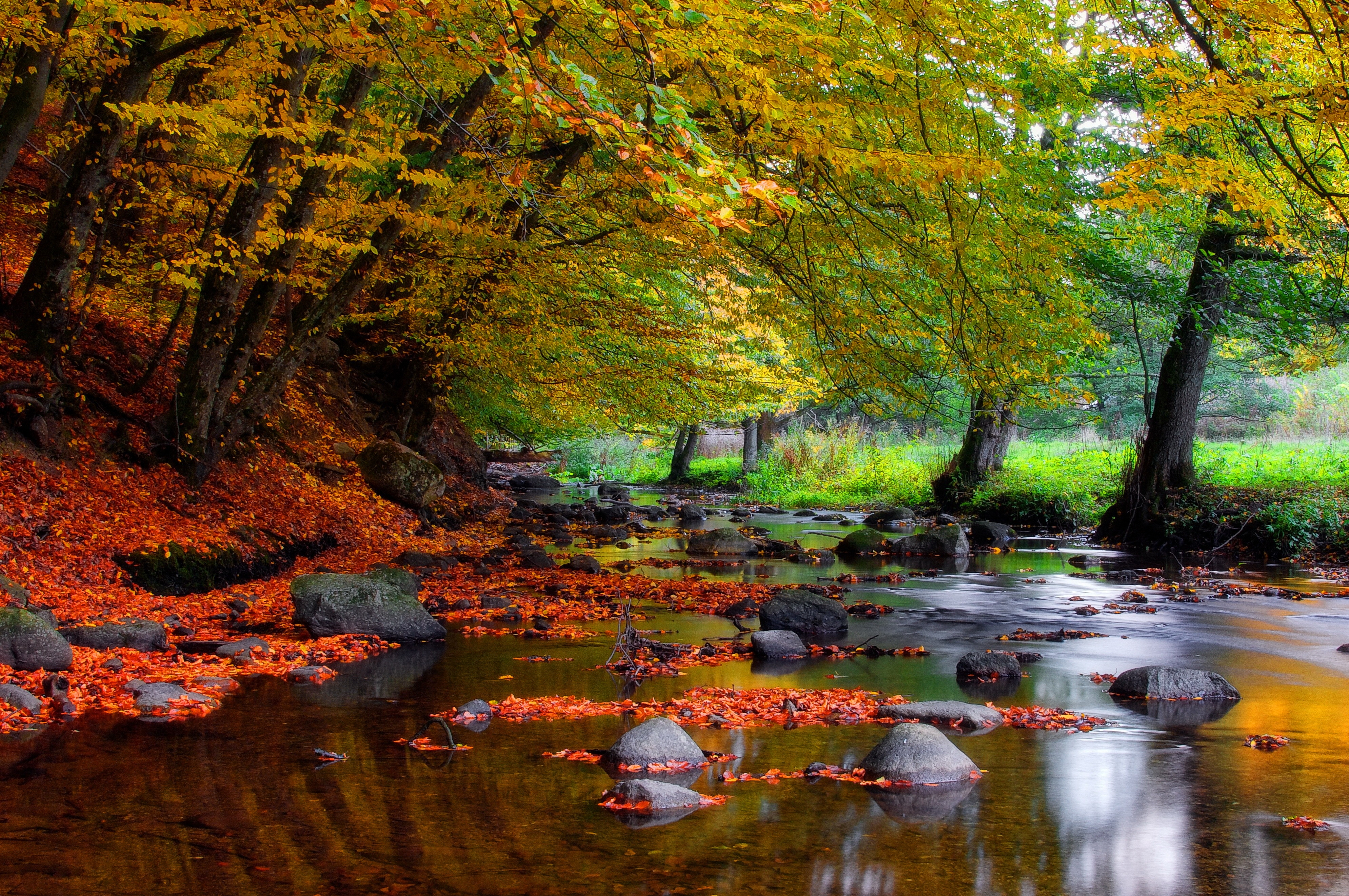 Скачать картинку Осень, Лес, Дерево, Ручей, Земля/природа в телефон бесплатно.