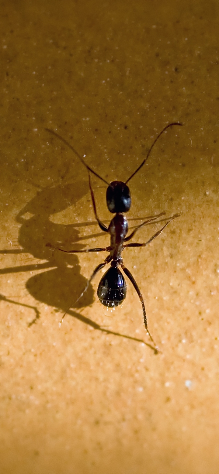 Téléchargez des papiers peints mobile Animaux, Fourmis gratuitement.