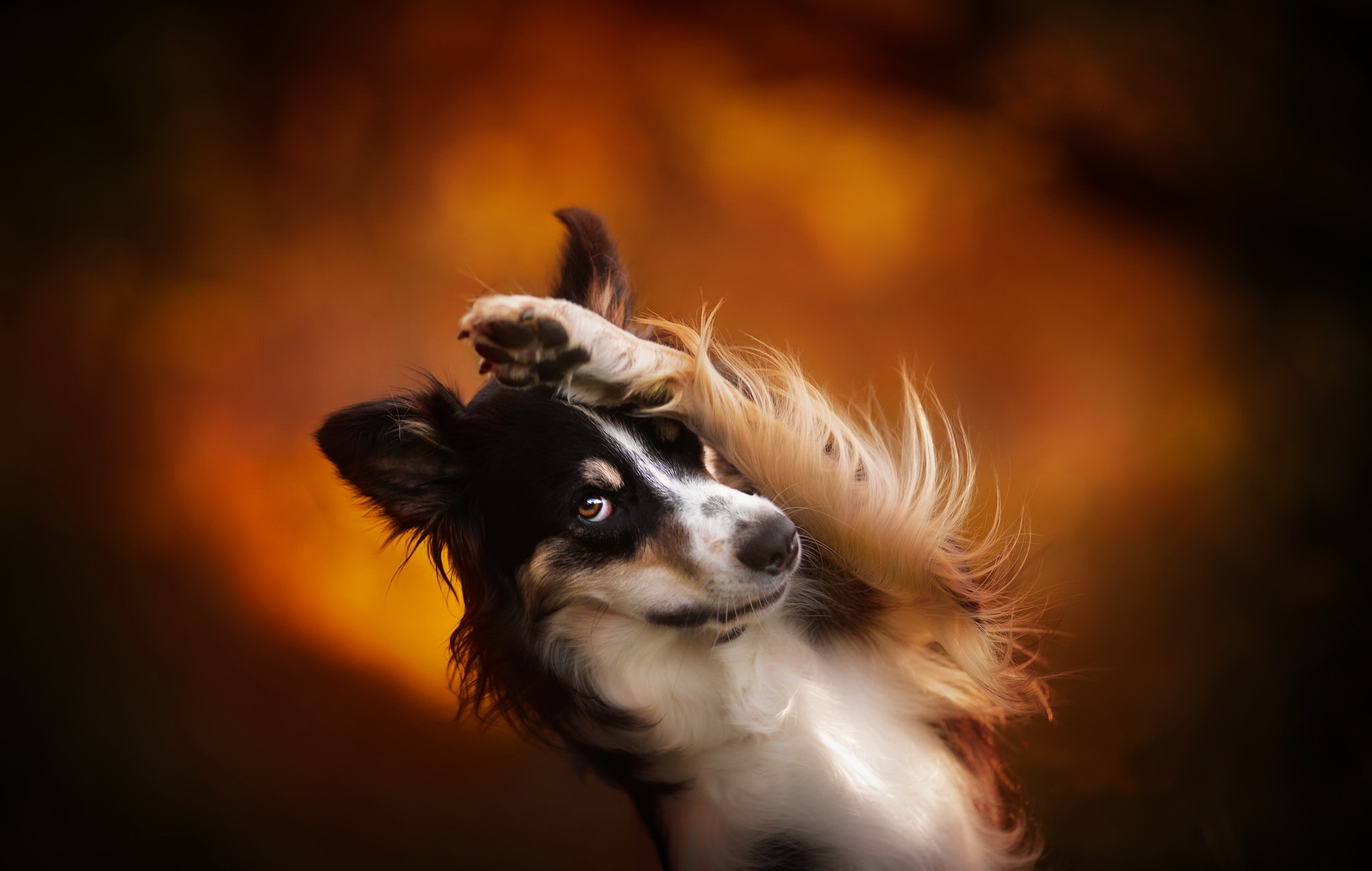 Handy-Wallpaper Tiere, Hunde, Hund, Border Collie kostenlos herunterladen.