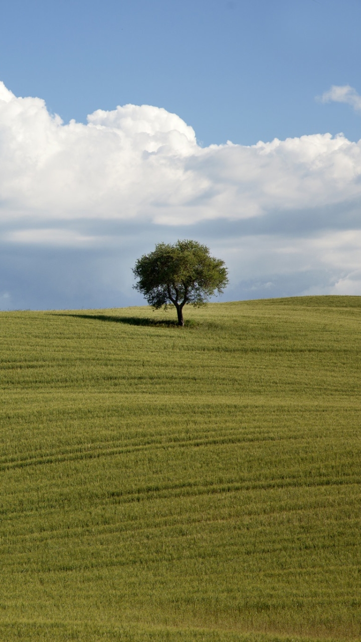 Download mobile wallpaper Nature, Trees, Grass, Tree, Earth, Hill, Cloud, Lonely Tree for free.