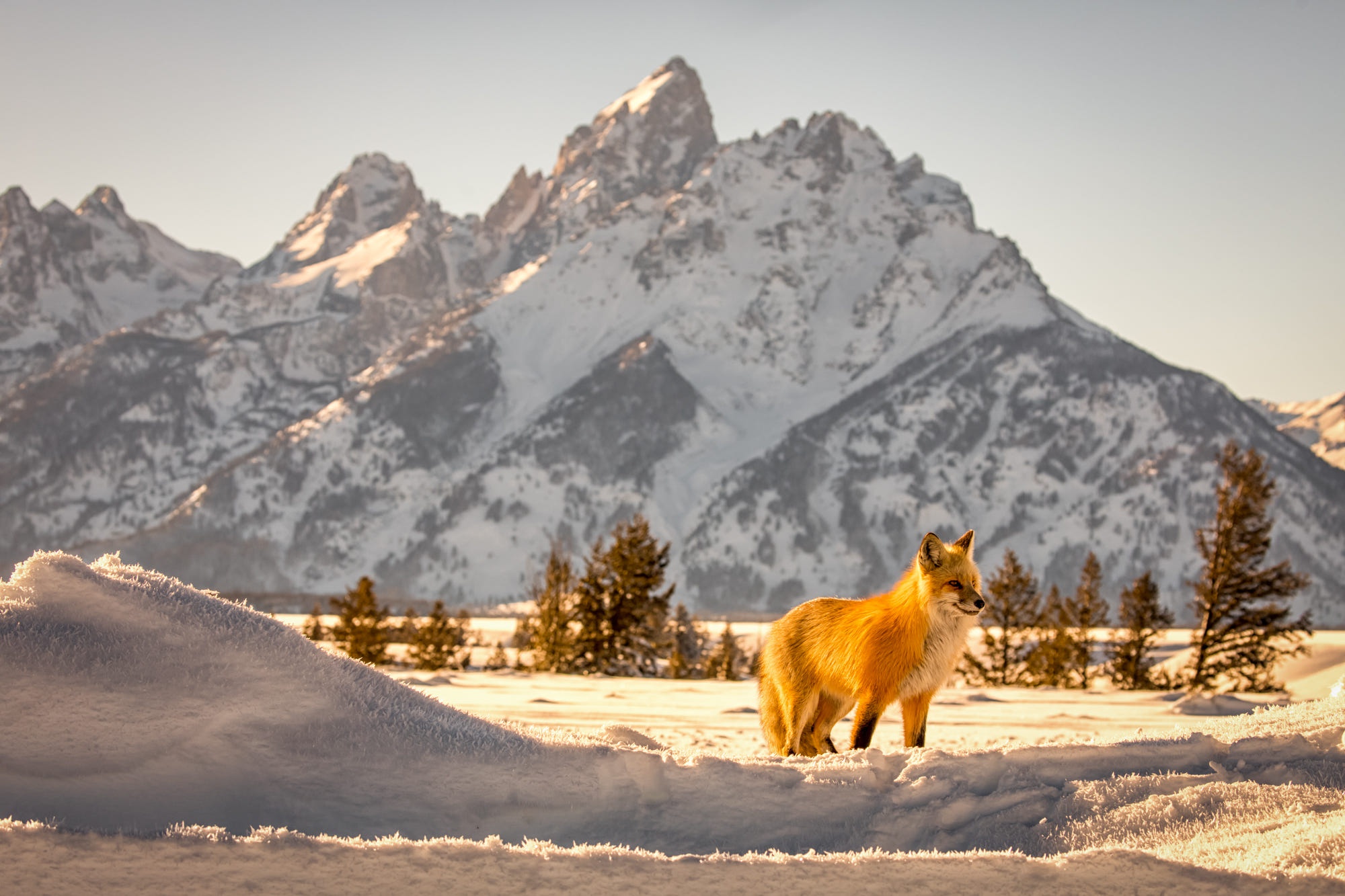Laden Sie das Tiere, Winter, Schnee, Fuchs-Bild kostenlos auf Ihren PC-Desktop herunter