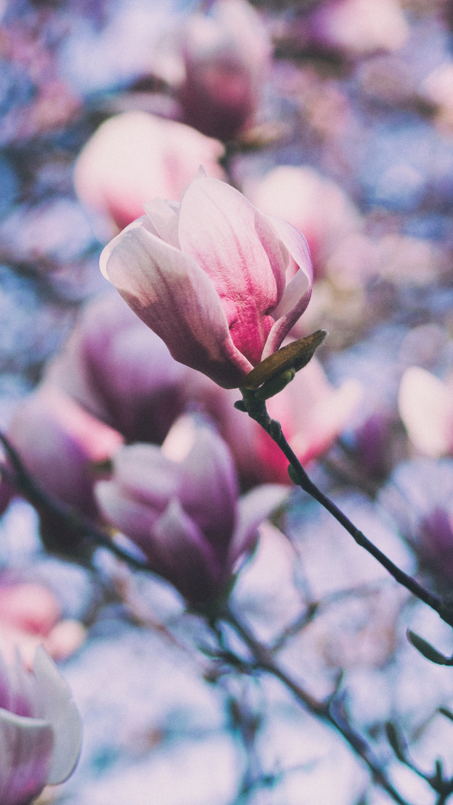 Laden Sie das Natur, Bäume, Blume, Verwischen, Frühling, Blüte, Magnolie, Erde/natur, Pinke Blume-Bild kostenlos auf Ihren PC-Desktop herunter