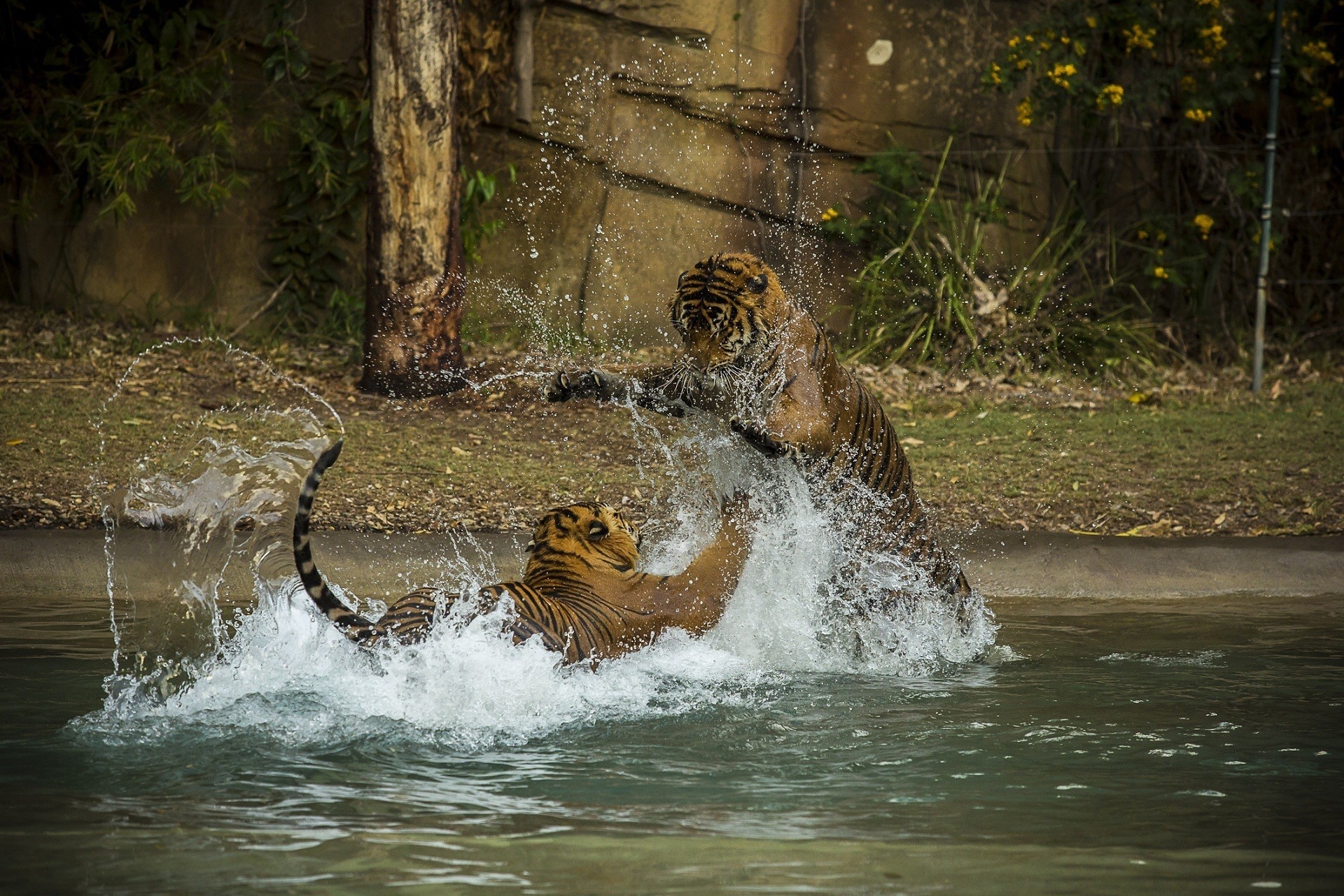 Download mobile wallpaper Fight, Water, Cats, Animal, Tiger for free.
