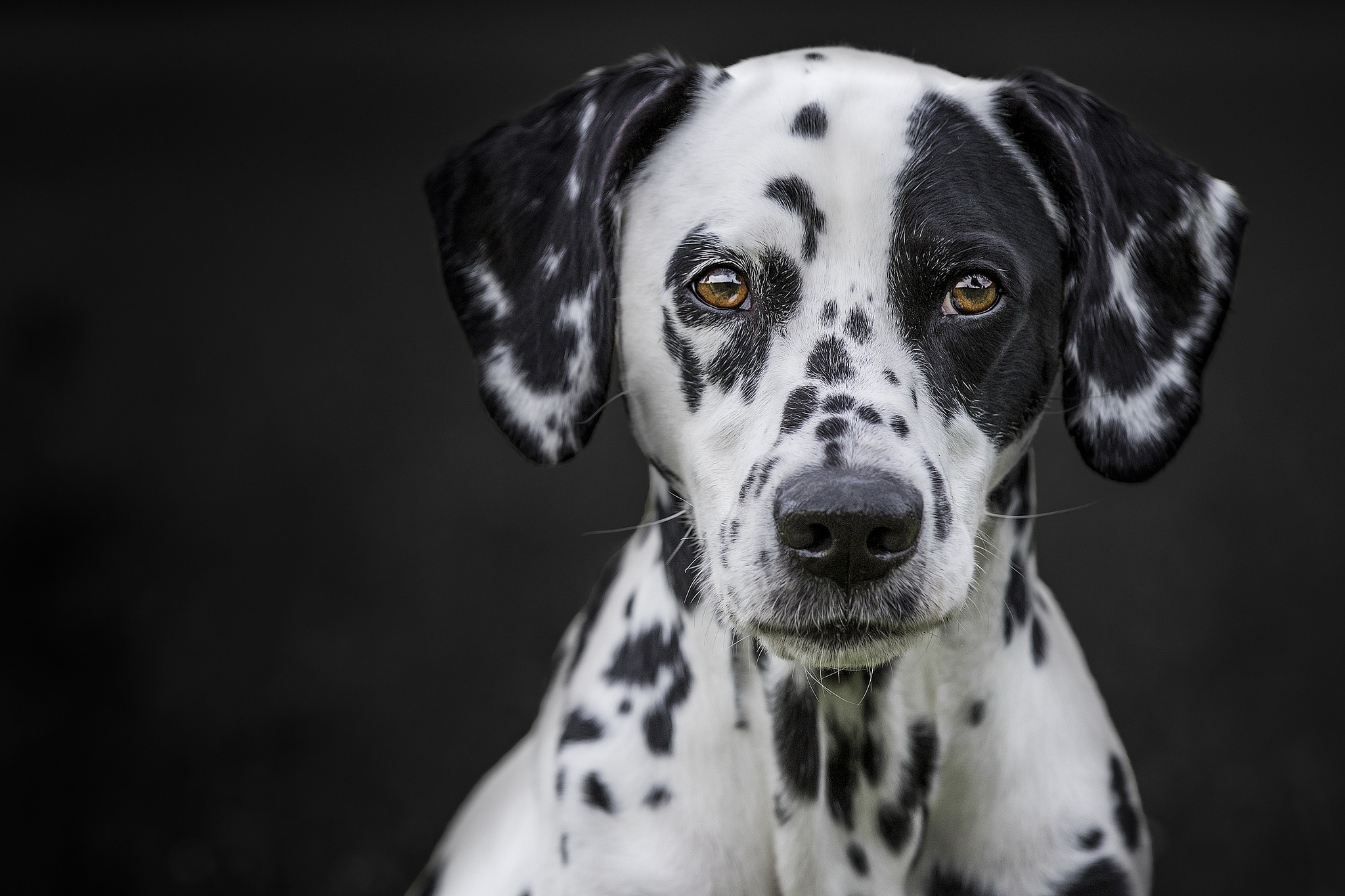 Download mobile wallpaper Dogs, Dog, Muzzle, Animal, Dalmatian, Stare for free.