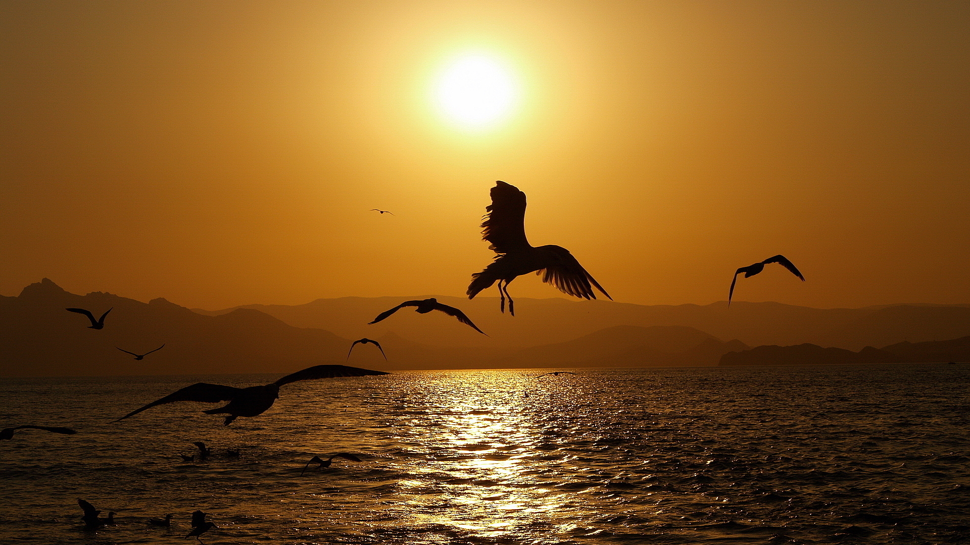 Baixe gratuitamente a imagem Animais, Aves, Pássaro na área de trabalho do seu PC