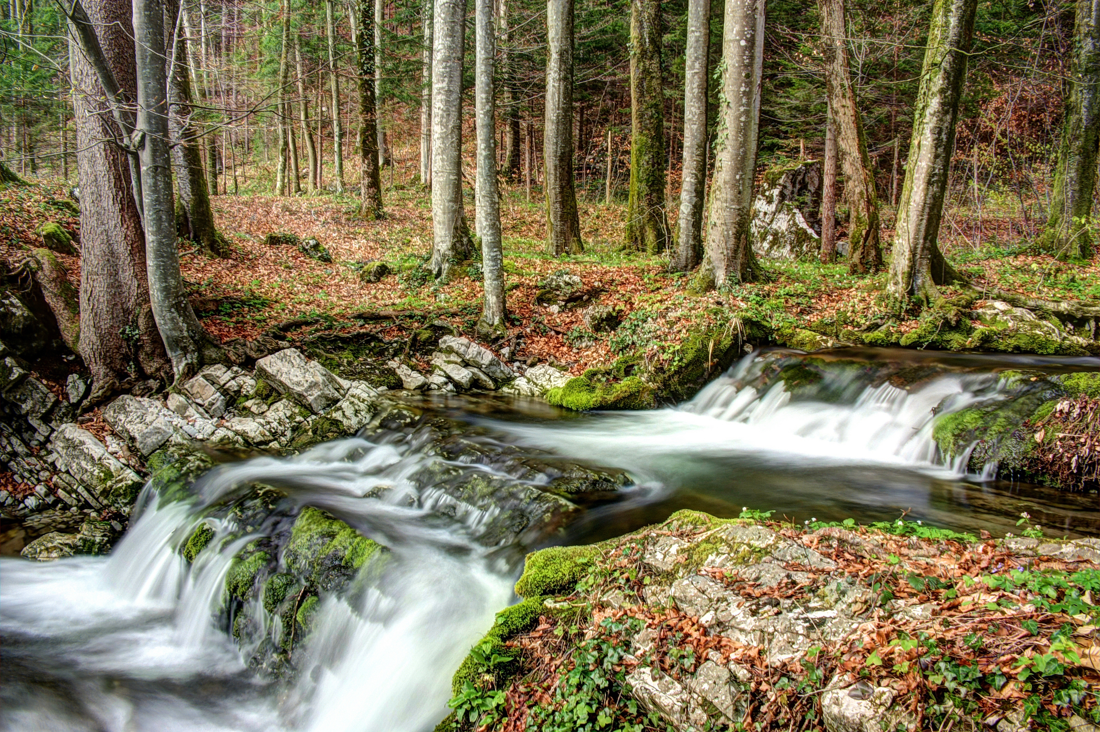 Laden Sie das Wald, Natur, Flüsse-Bild kostenlos auf Ihren PC-Desktop herunter