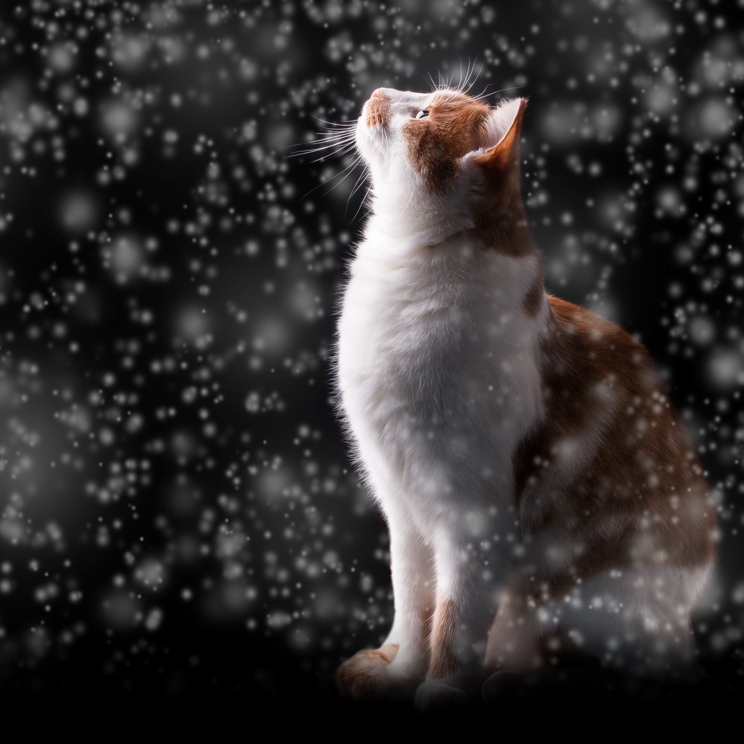 photoshop, snowfall, boquet, cat, animals, snow, glare, bokeh UHD