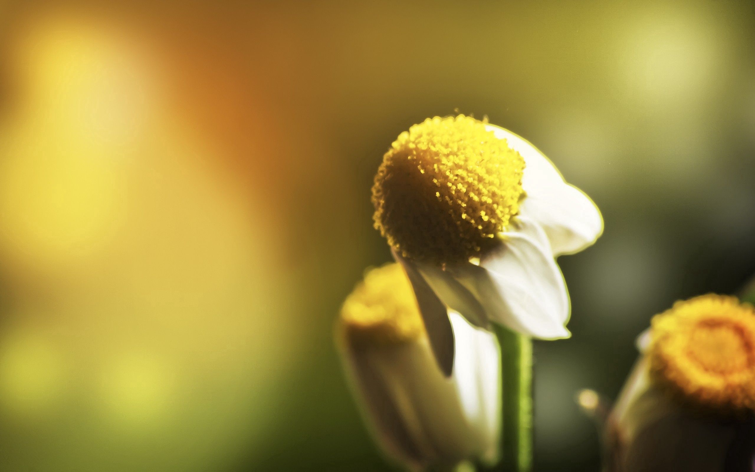 Free download wallpaper Chamomile, Blur, Petals, Camomile, Smooth, Flower, Macro on your PC desktop