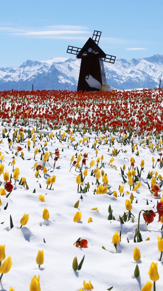 Handy-Wallpaper Landschaft, Winter, Blume, Tulpe, Windmühle, Gelbe Blume, Rote Blume, Menschengemacht kostenlos herunterladen.