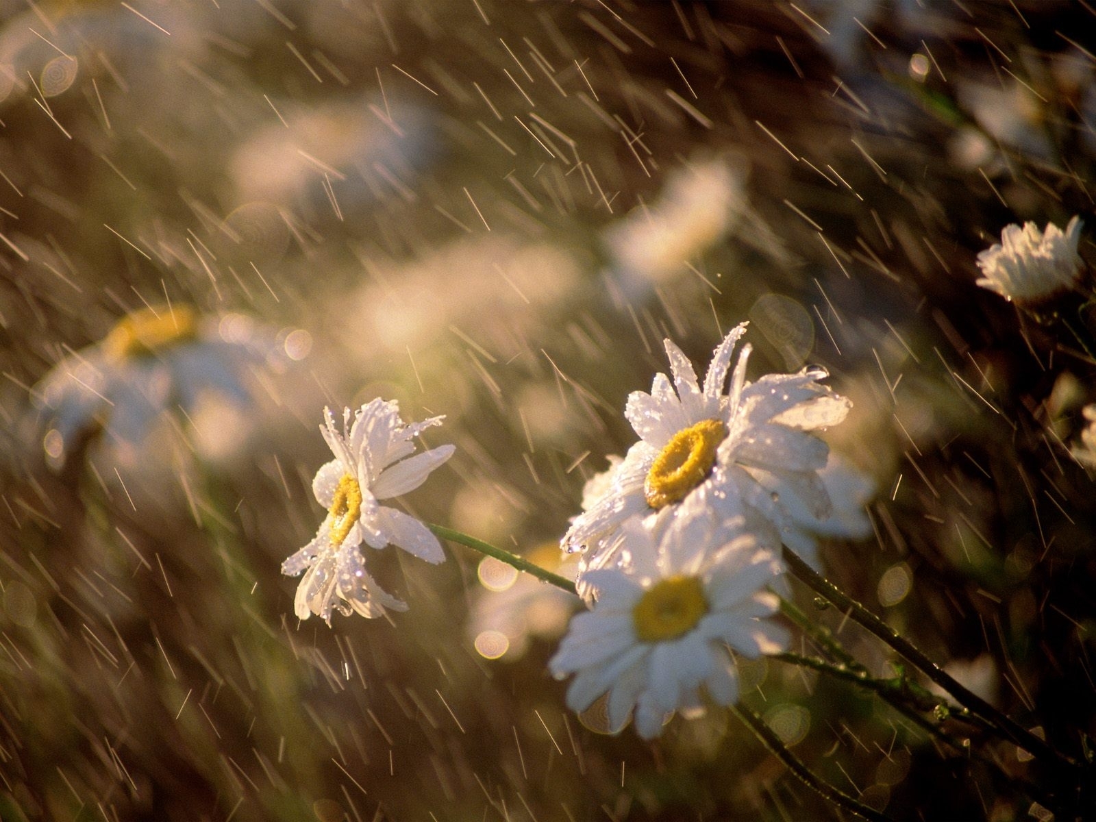 Скачать обои бесплатно Дождь, Цветы, Ромашки, Растения картинка на рабочий стол ПК