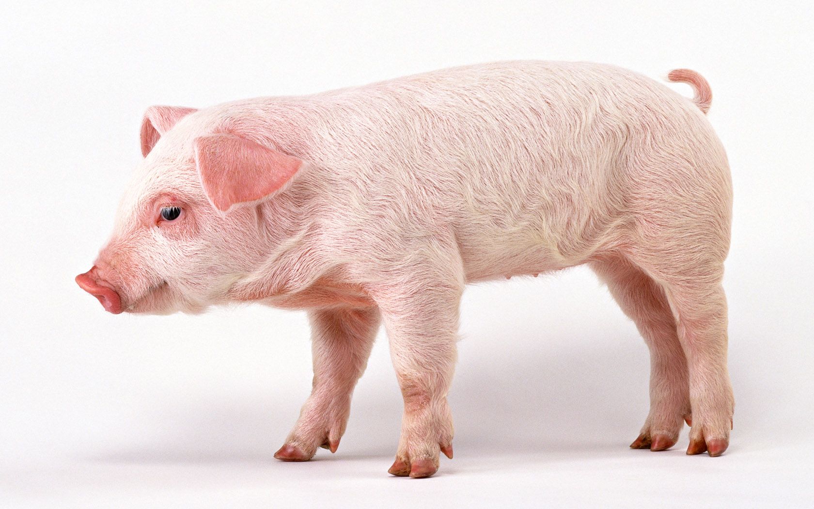 Téléchargez des papiers peints mobile Animaux, Cochon gratuitement.