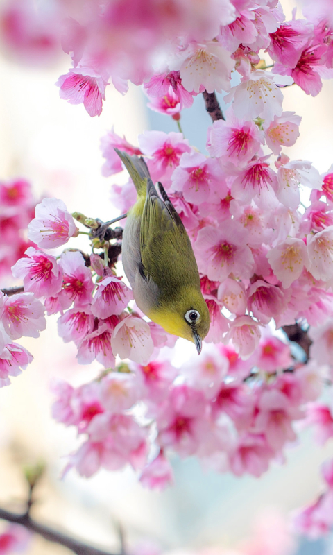 Baixar papel de parede para celular de Animais, Aves, Sakura, Pássaro, Florescer, Floração, Primavera, Flor De Cerejeira, Olho Branco Japonês gratuito.