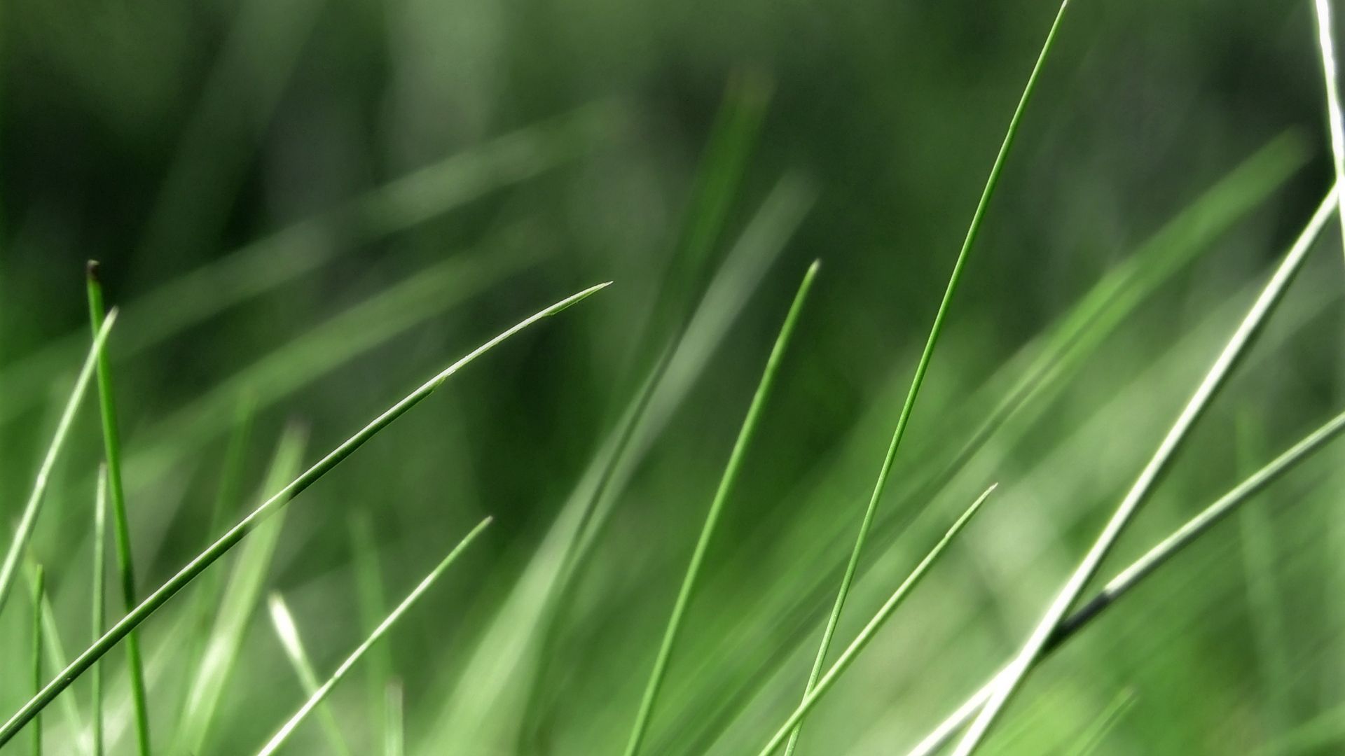 Download mobile wallpaper Greased, Smeared, Grass, Macro, Light Coloured, Background, Light for free.