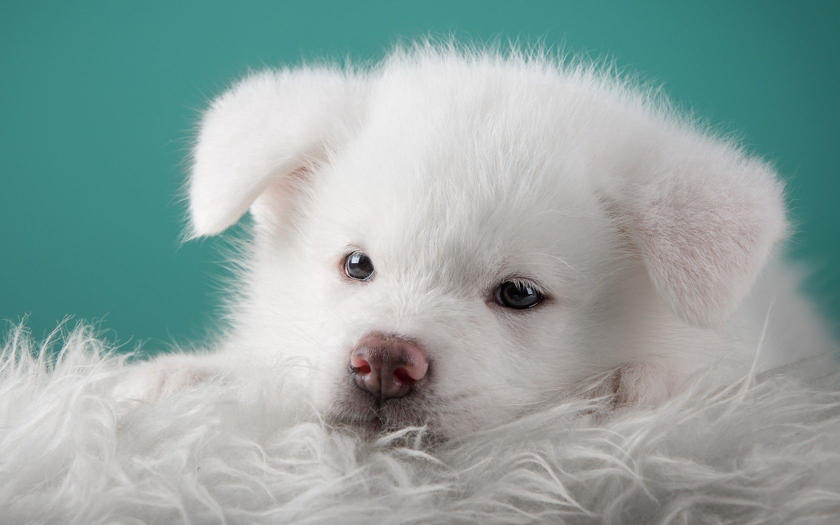 PCデスクトップに動物, 秋田, 秋田犬, 白い, 犬, 子犬画像を無料でダウンロード