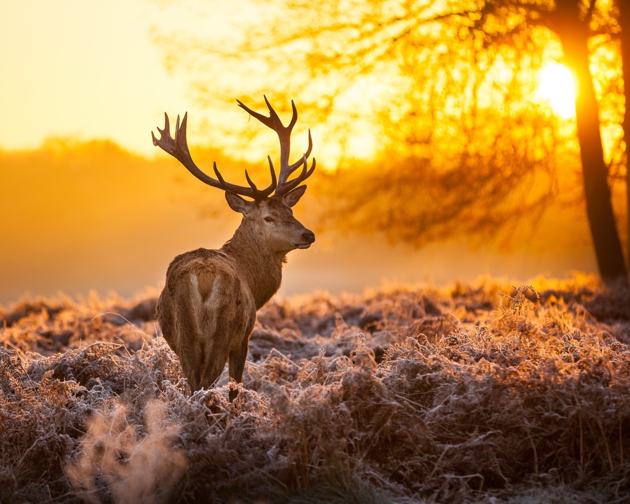 animals, sunset, deers HD wallpaper