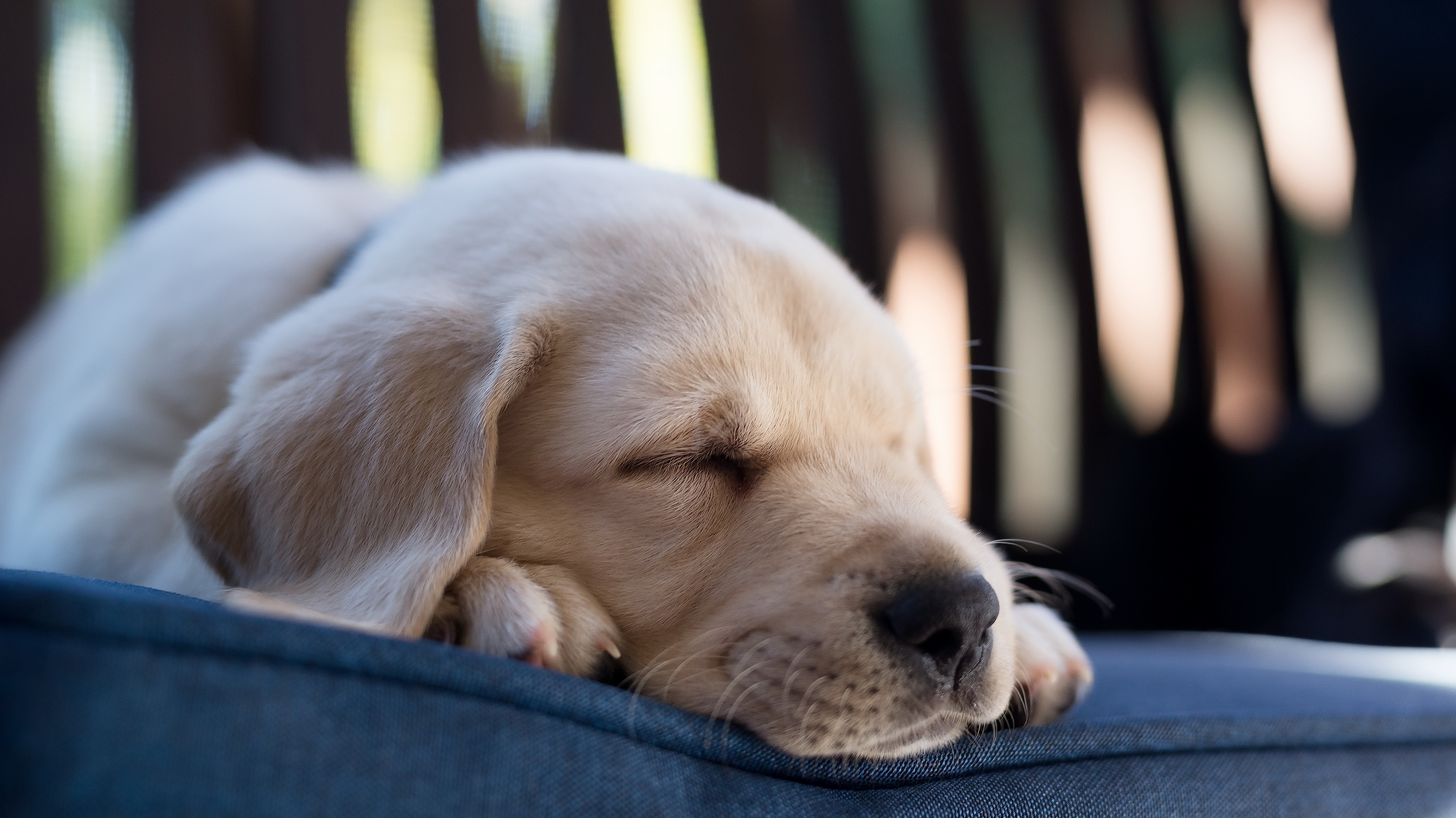 Download mobile wallpaper Dogs, Dog, Animal, Puppy, Sleeping, Labrador Retriever, Baby Animal for free.