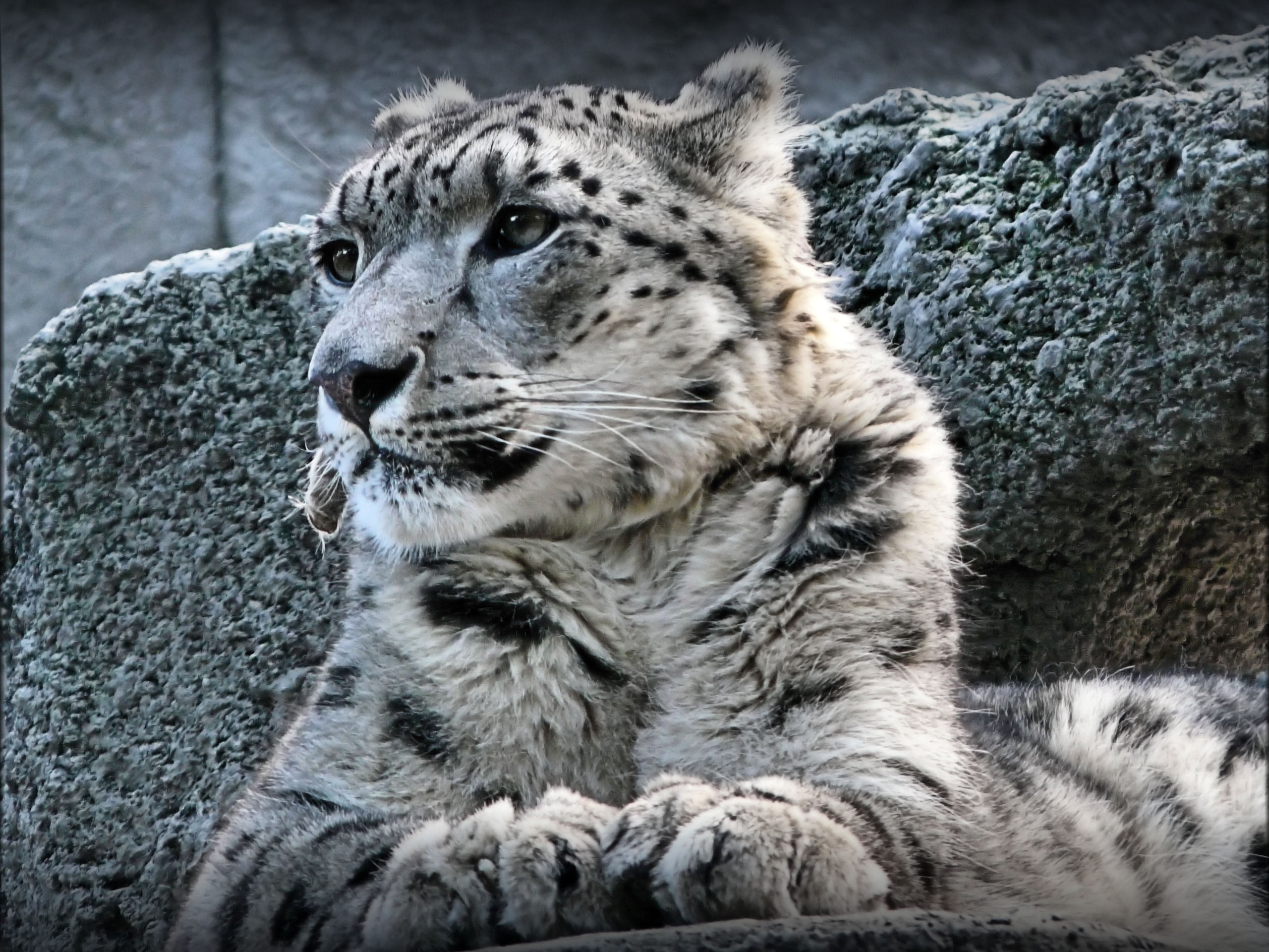 Free download wallpaper Snow Leopard, Animals on your PC desktop