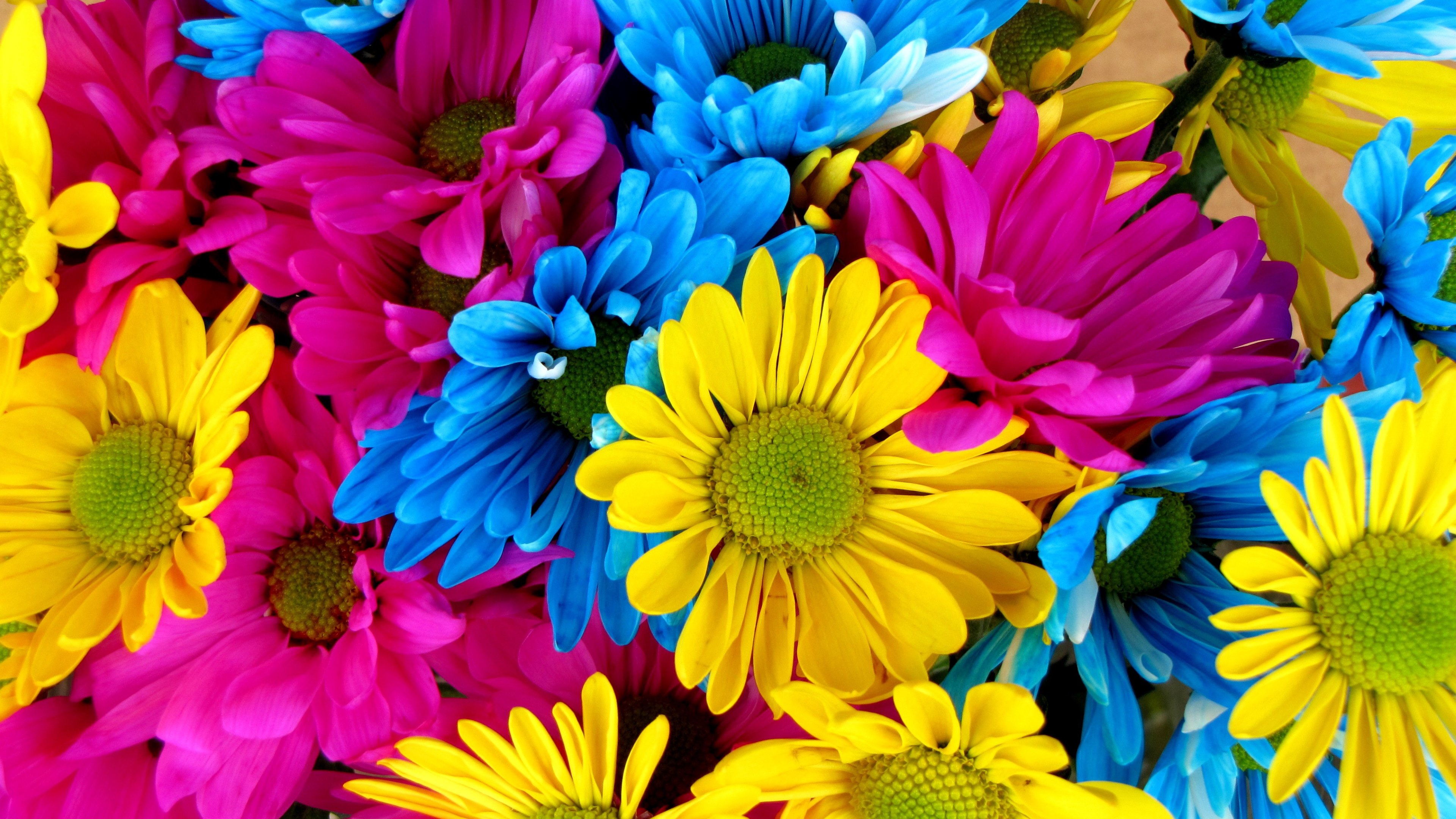 Завантажити шпалери безкоштовно Квітка, Земля, Барвистий, Жовта Квітка, Кольори, Рожева Квітка, Дейзі, Синя Квітка, Флауерзи картинка на робочий стіл ПК