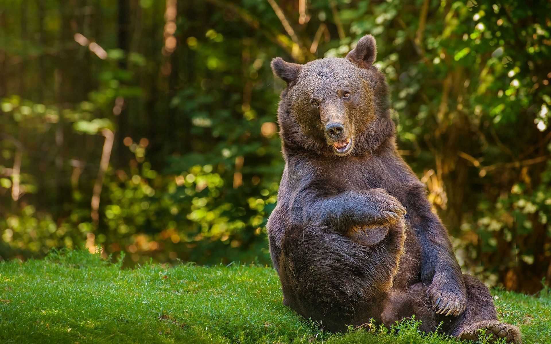 animals, bear, grass, sit, fat, thick, playful HD wallpaper