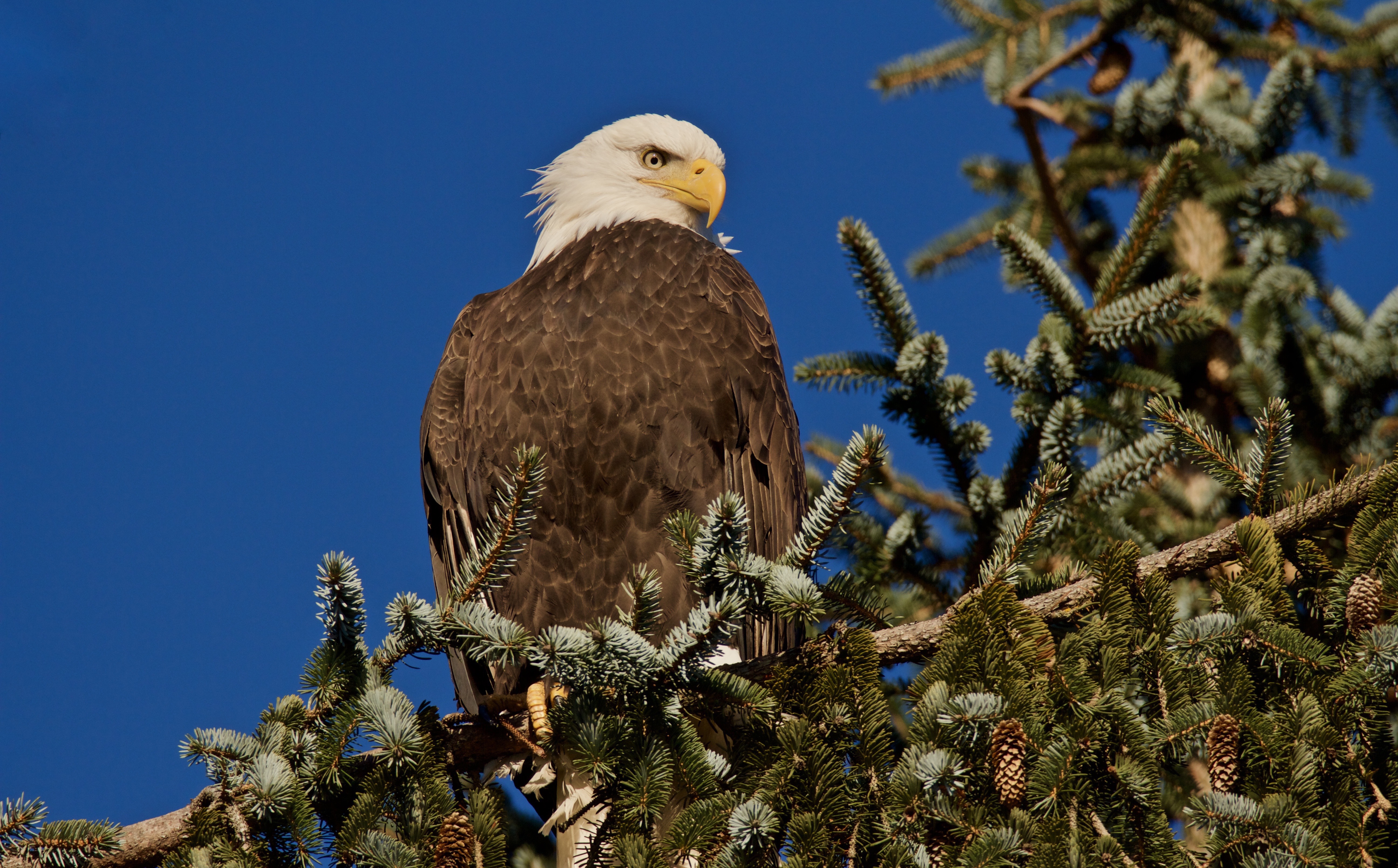 Laden Sie das Tiere, Vögel, Vogel, Weißkopfseeadler, Raubvogel-Bild kostenlos auf Ihren PC-Desktop herunter