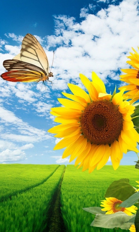 Download mobile wallpaper Nature, Flowers, Grass, Flower, Earth, Field, Butterfly, Spring, Sunflower for free.