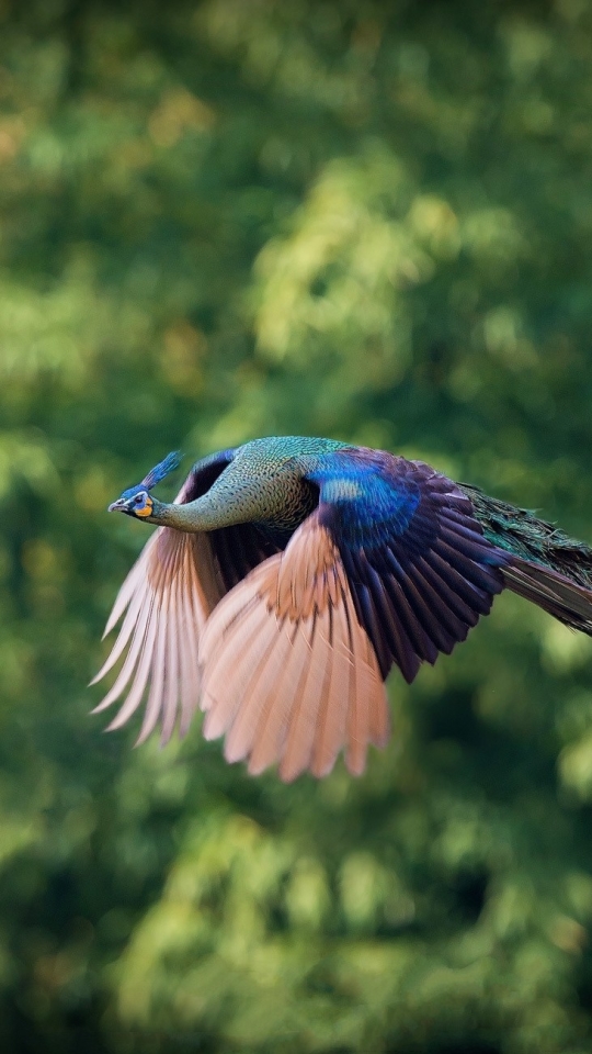 Download mobile wallpaper Birds, Flight, Animal, Peacock for free.