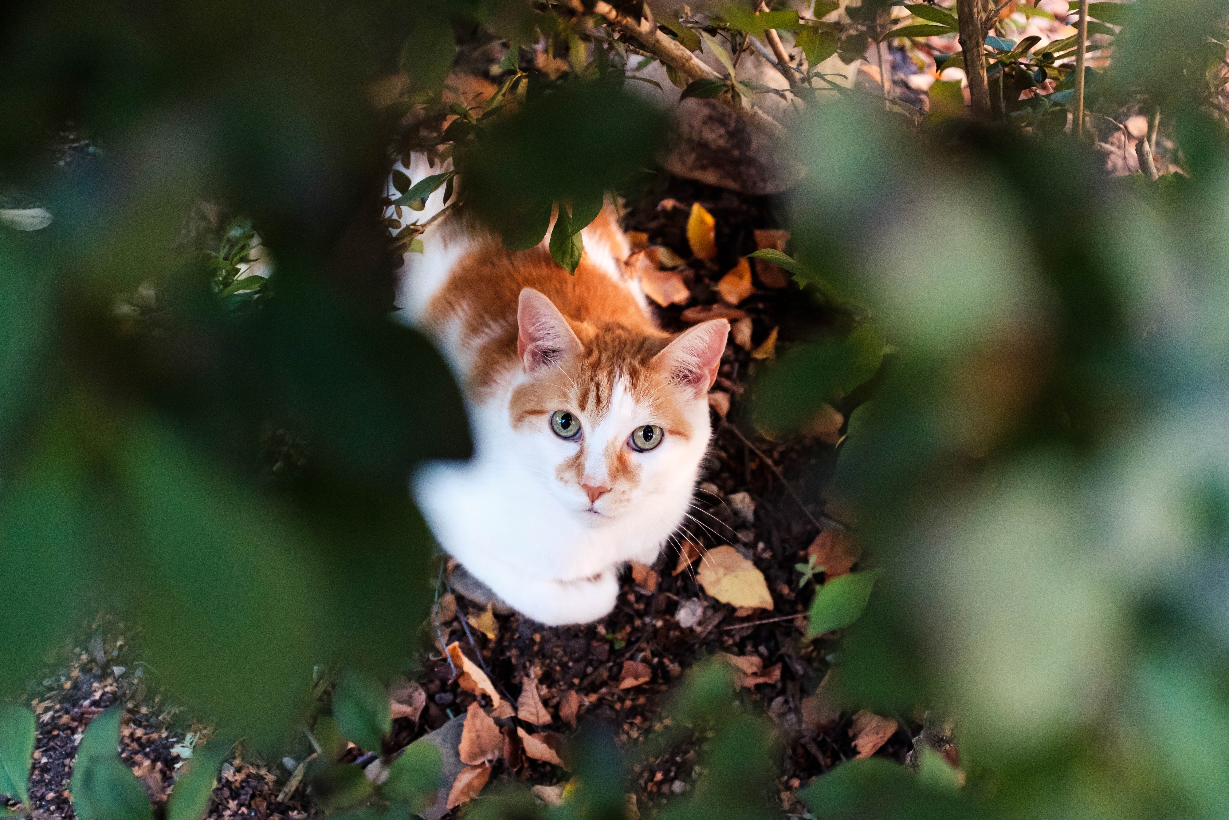 Handy-Wallpaper Tiere, Katzen, Katze kostenlos herunterladen.