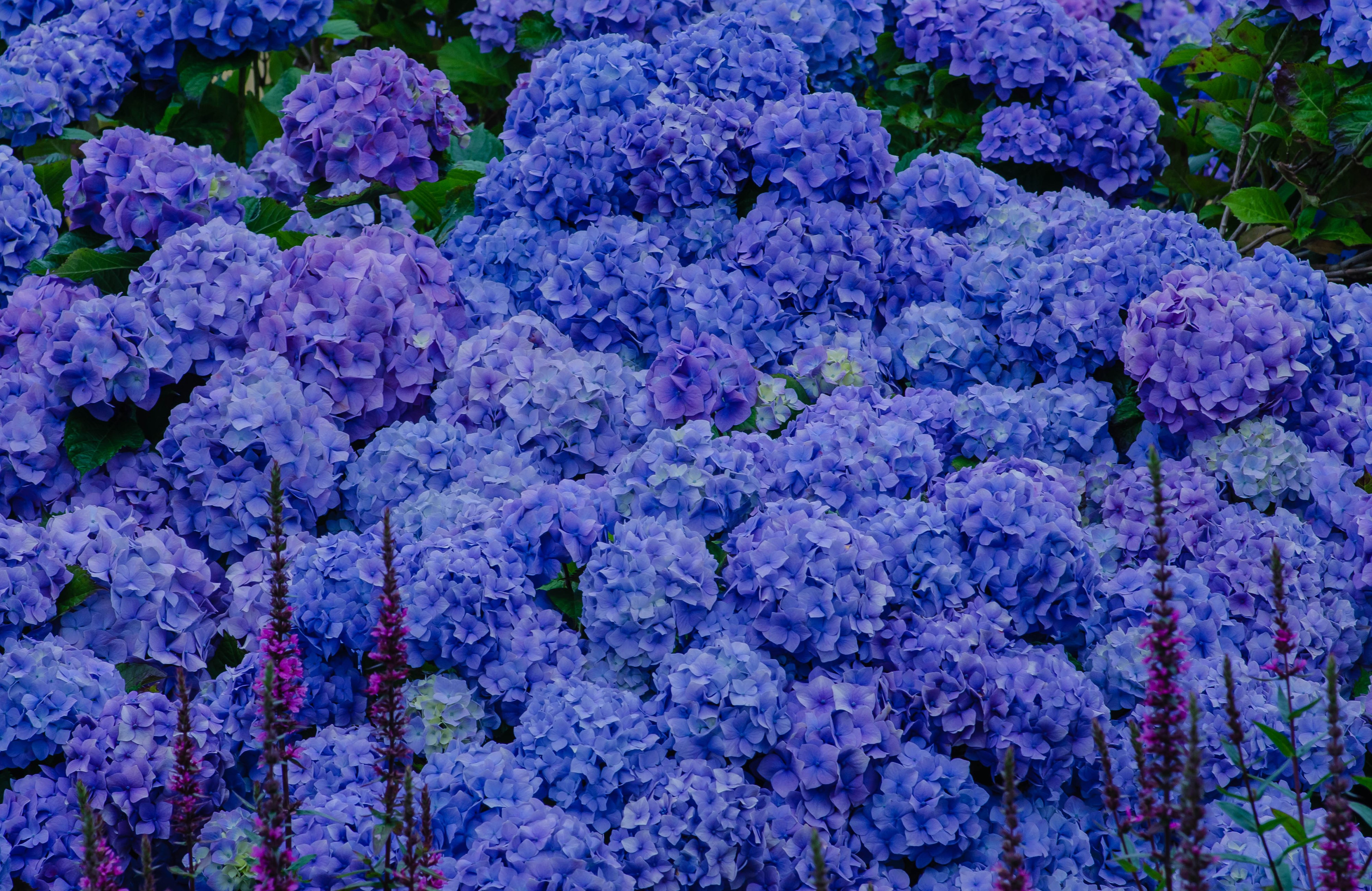 Download mobile wallpaper Nature, Flowers, Flower, Earth, Hydrangea, Purple Flower for free.