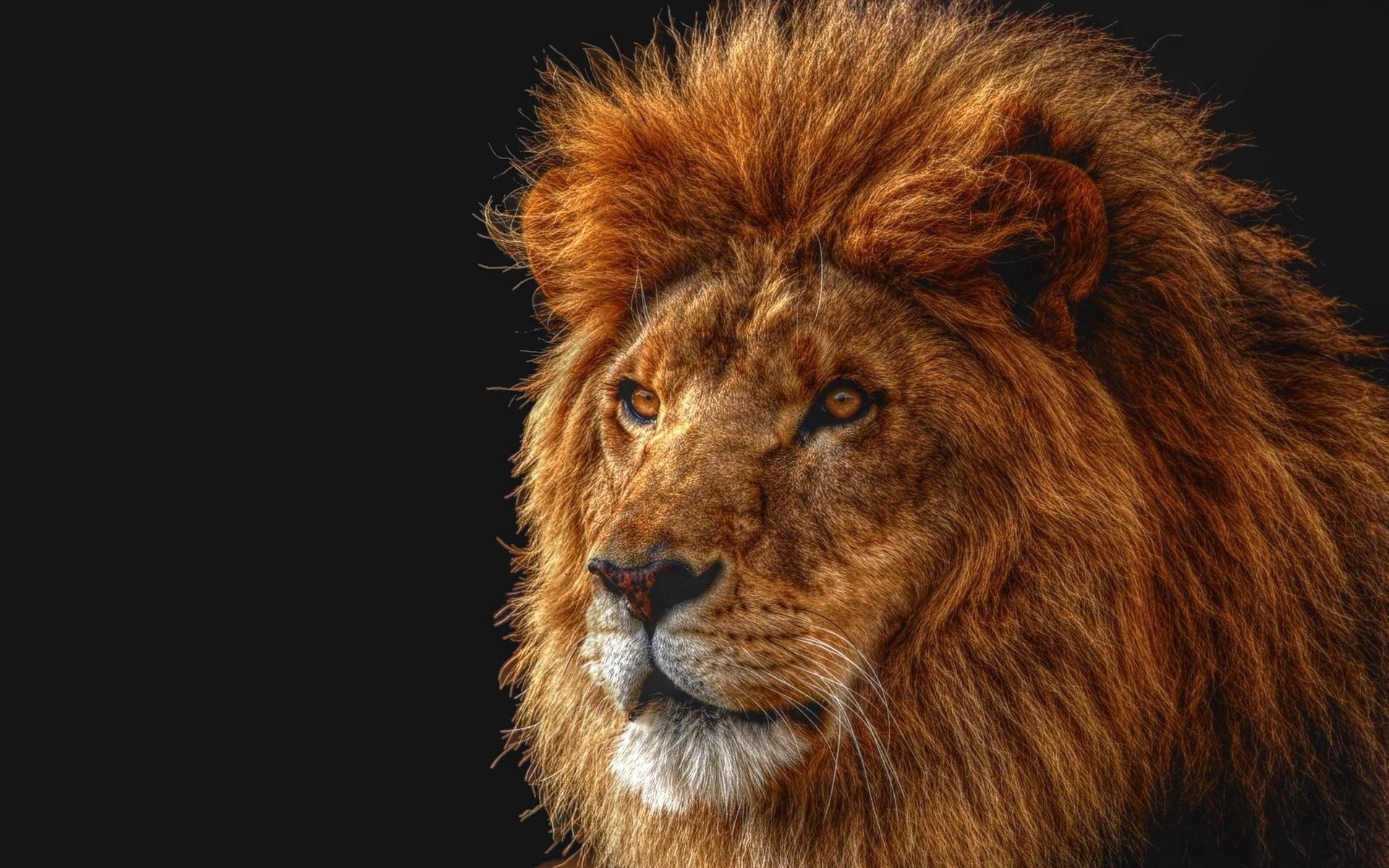 129638 descargar imagen león, animales, sombra, un leon, depredador, visión, opinión, melena, rey de las bestias: fondos de pantalla y protectores de pantalla gratis