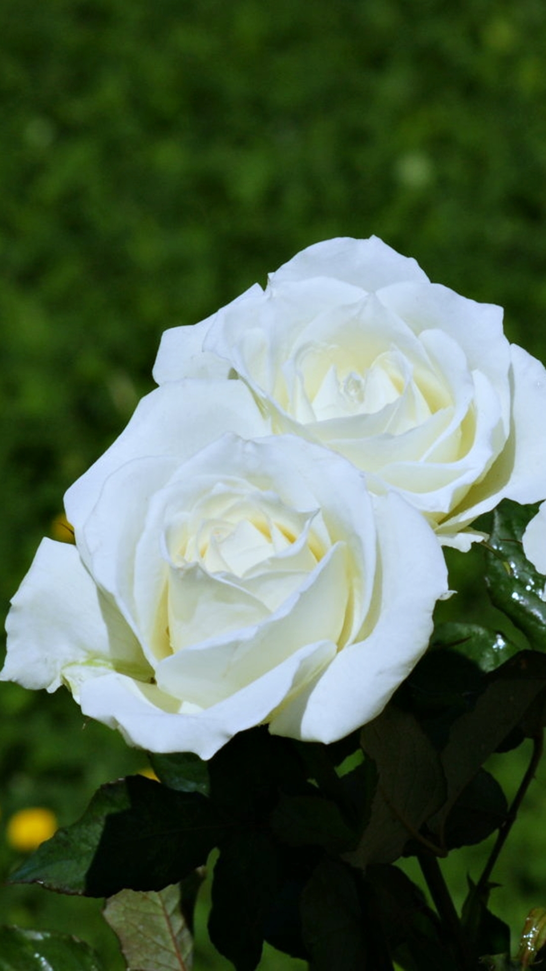 無料モバイル壁紙自然, フラワーズ, 薔薇, 地球, 春, 白い花をダウンロードします。