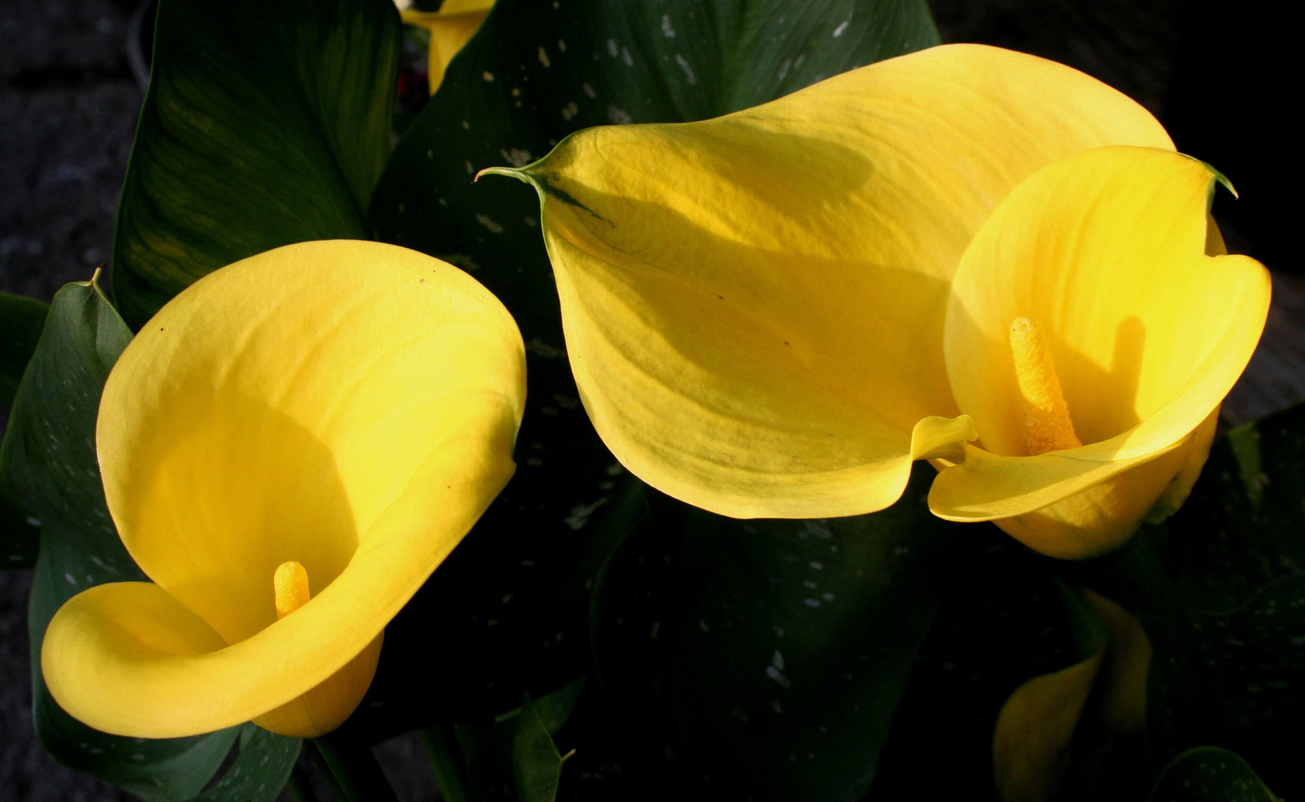 Скачать обои бесплатно Природа, Цветок, Желтый Цветок, Земля/природа, Калла Лили, Флауэрсы картинка на рабочий стол ПК
