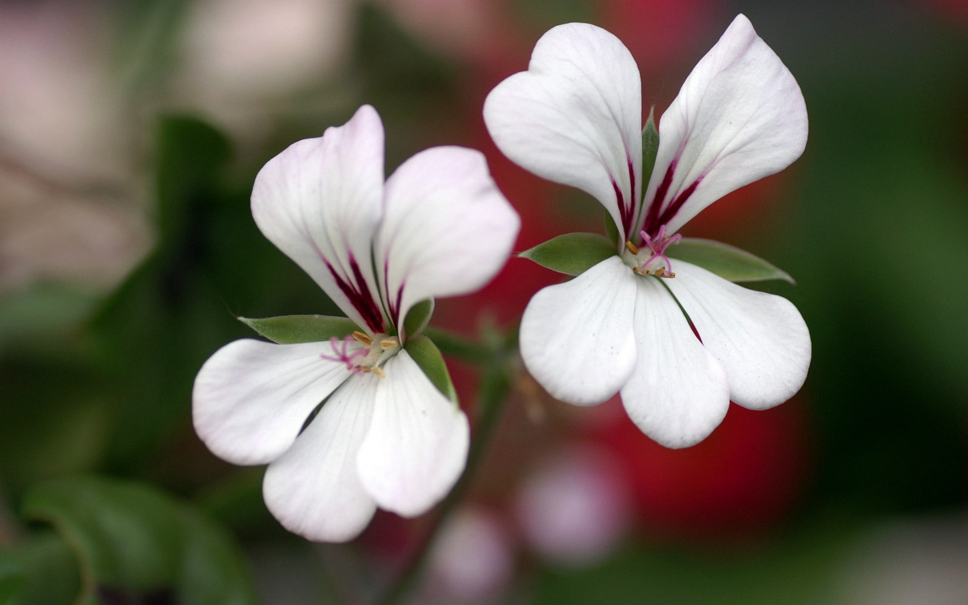 Téléchargez gratuitement l'image Fleurs, Fleur, Terre/nature sur le bureau de votre PC