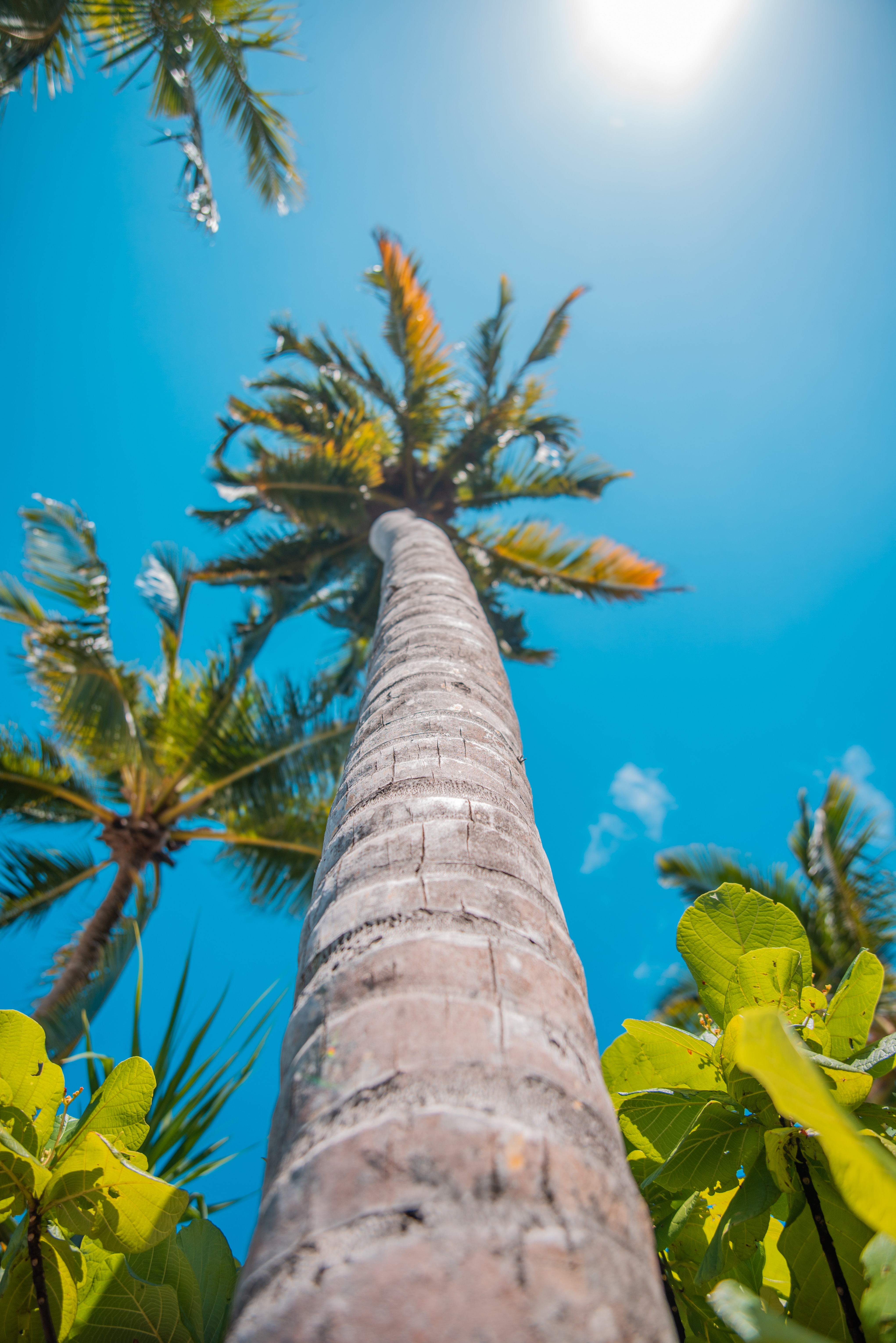 Download background nature, sun, summer, palm, tropics