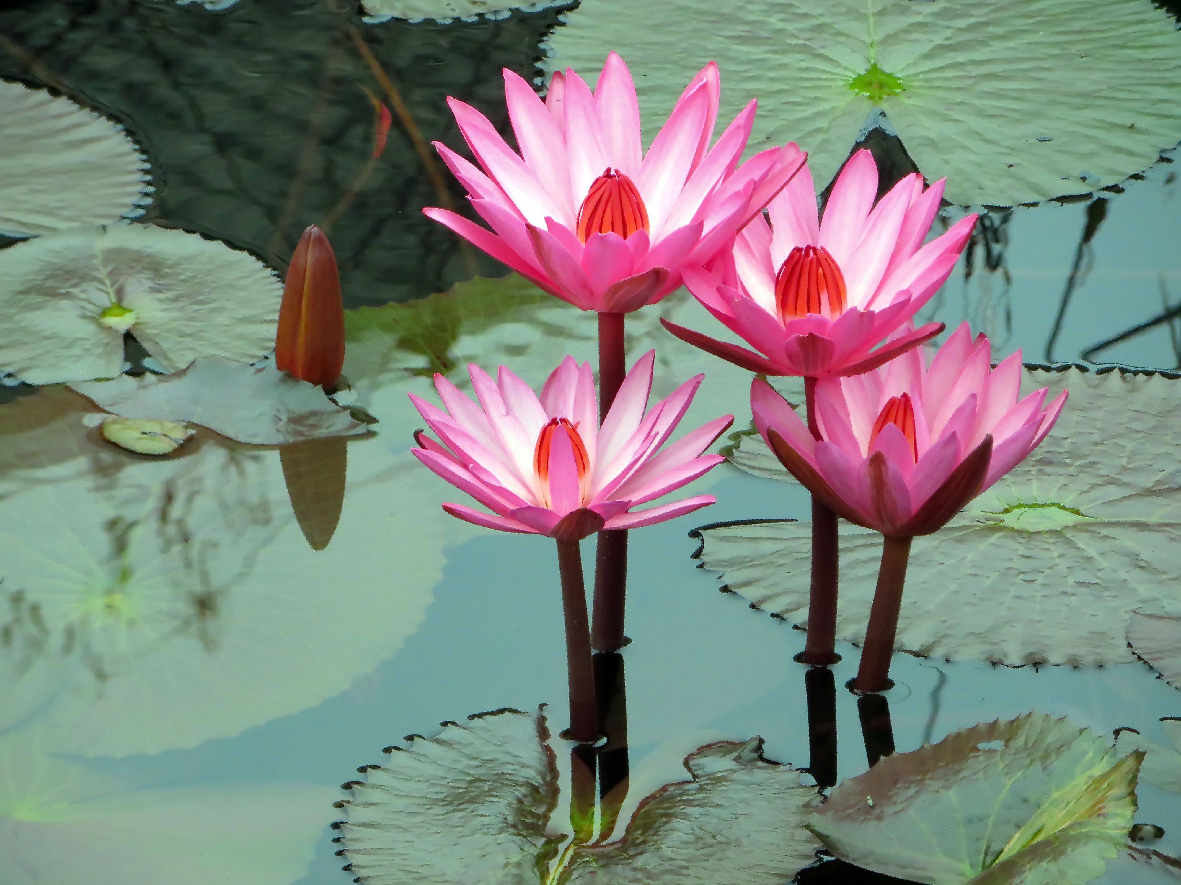 lotus, water lily, water, flowers