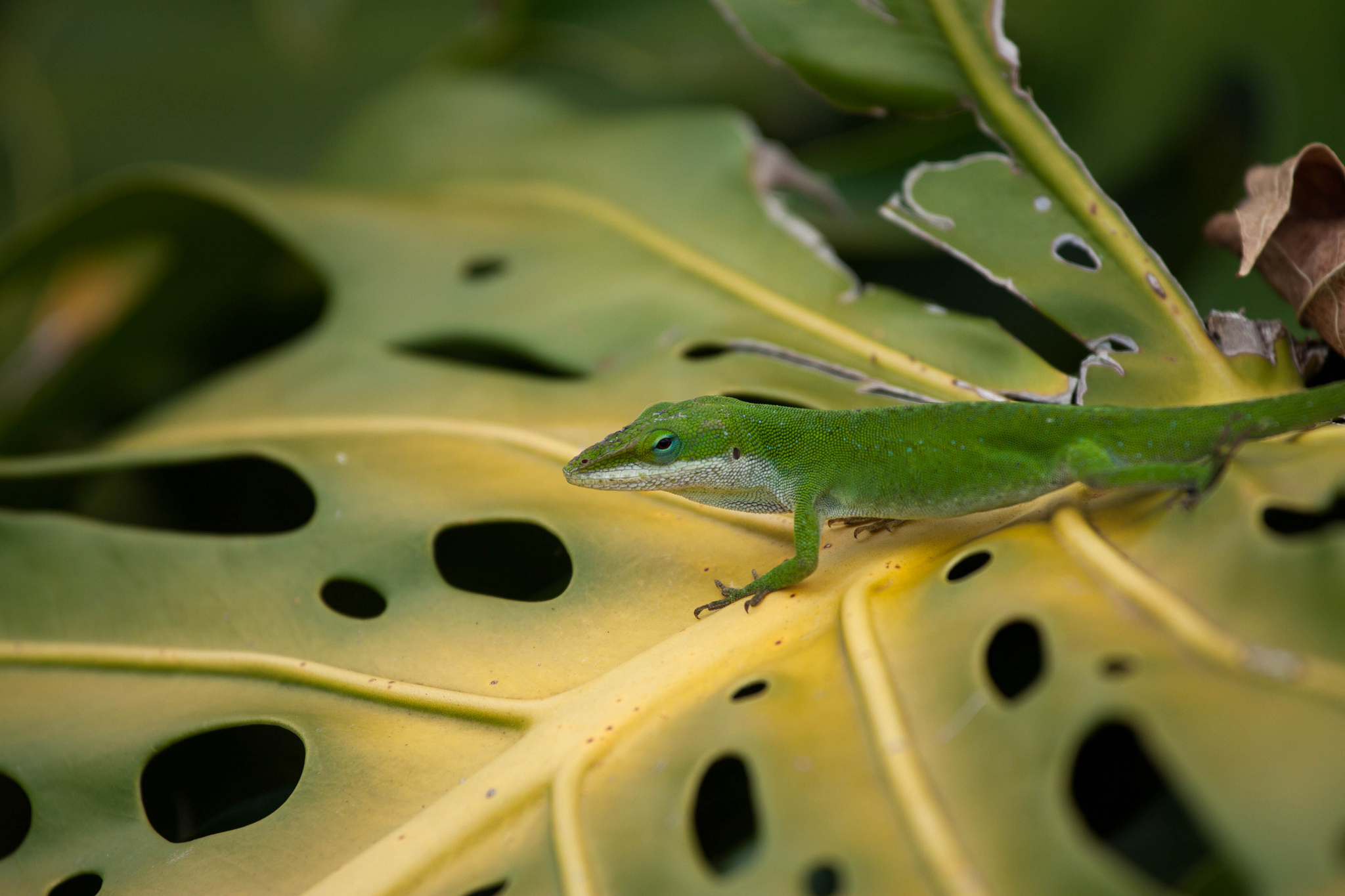 307138 descargar imagen animales, anolis verde, reptiles: fondos de pantalla y protectores de pantalla gratis